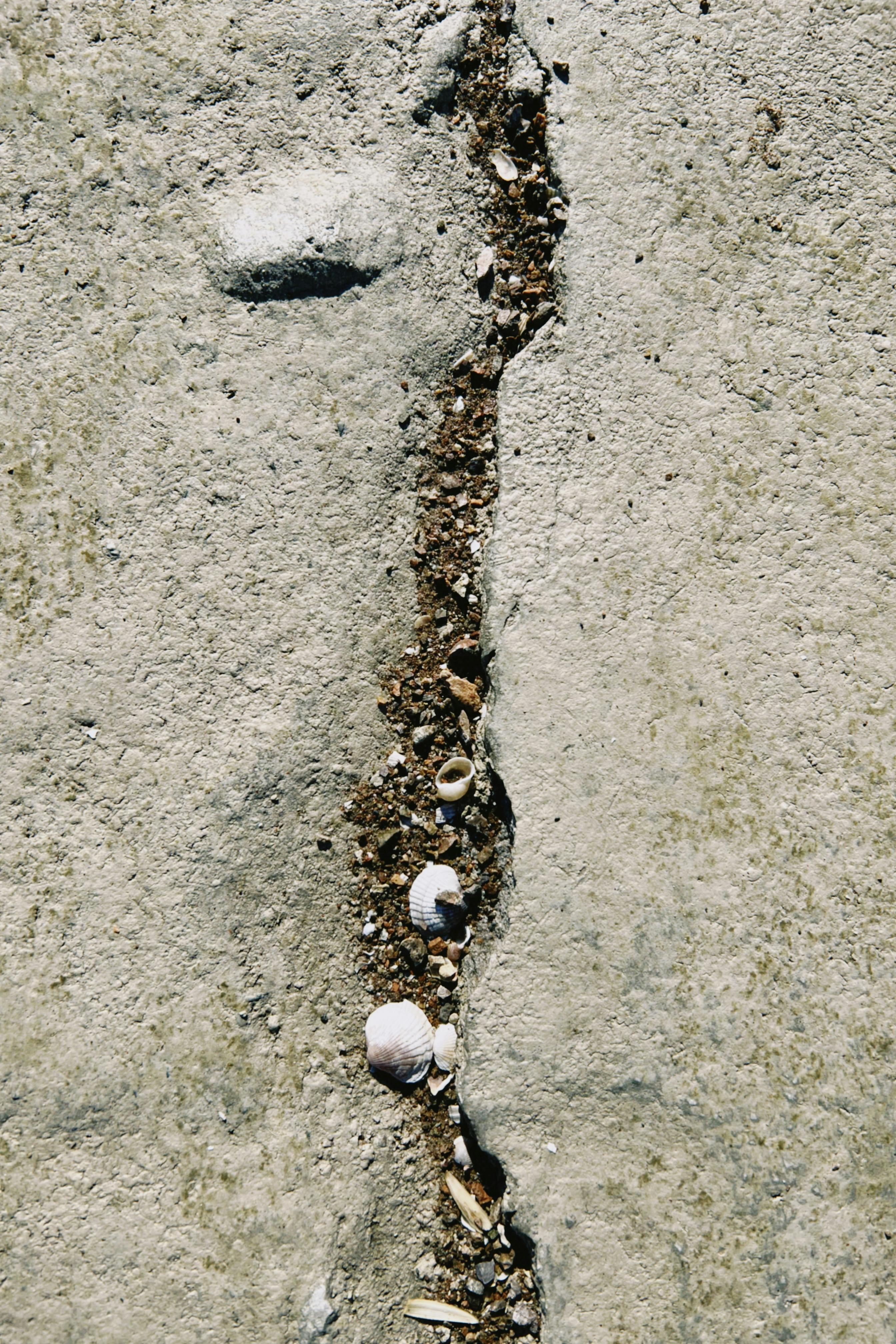 grátis Imagem aproximada de pavimento rachado repleto de conchas e pedras, exibindo textura e detalhes naturais. Foto profissional