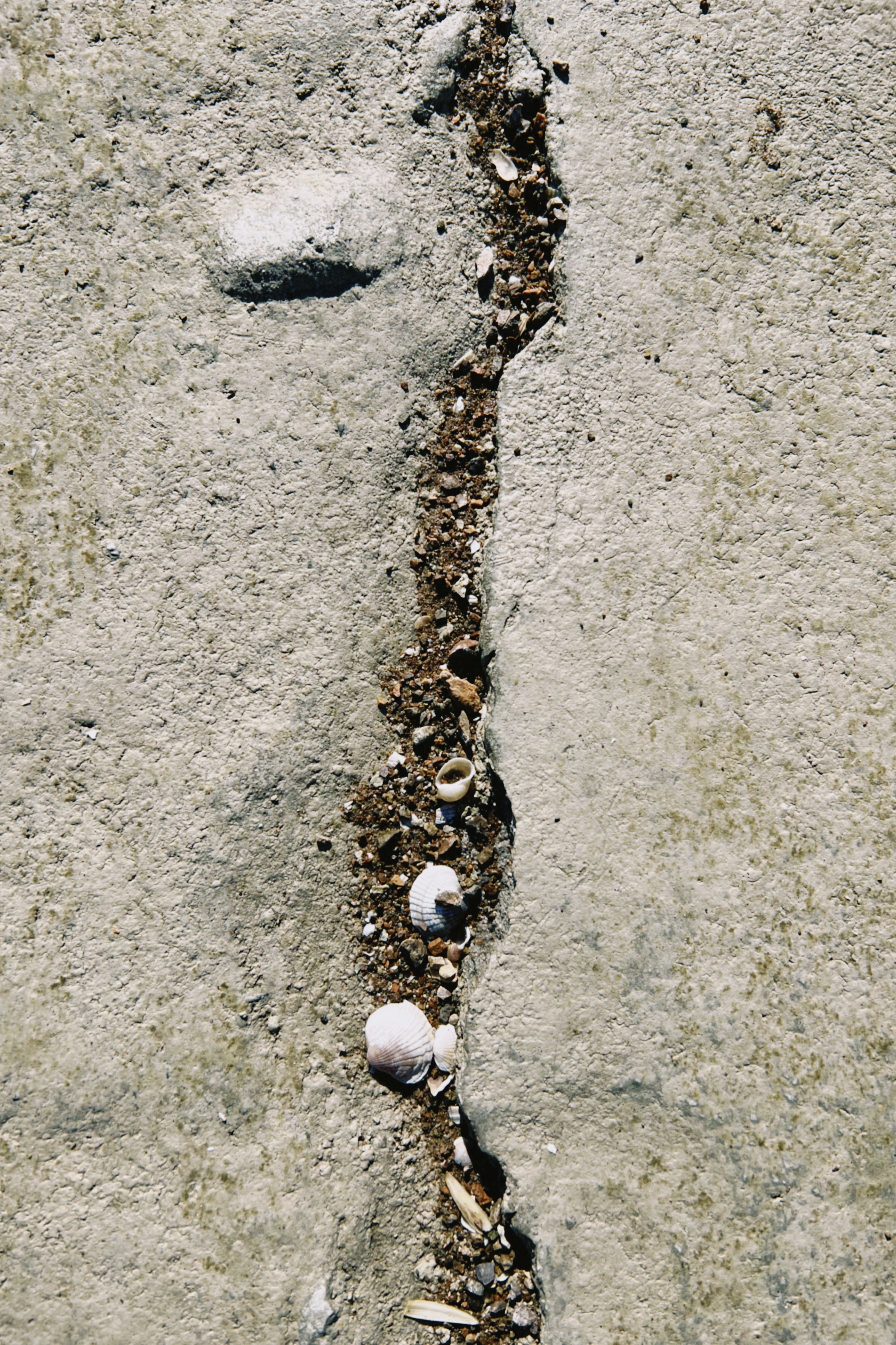 Cracked Pavement with Seashells and Pebbles · Free Stock Photo
