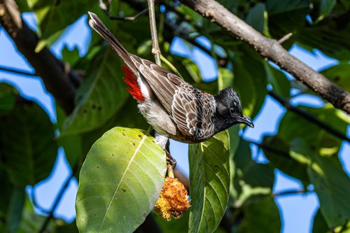 Free Close-up of a red-vented bulbul perched on a leaf with a fruit in a sunny outdoor setting. Stock Photo