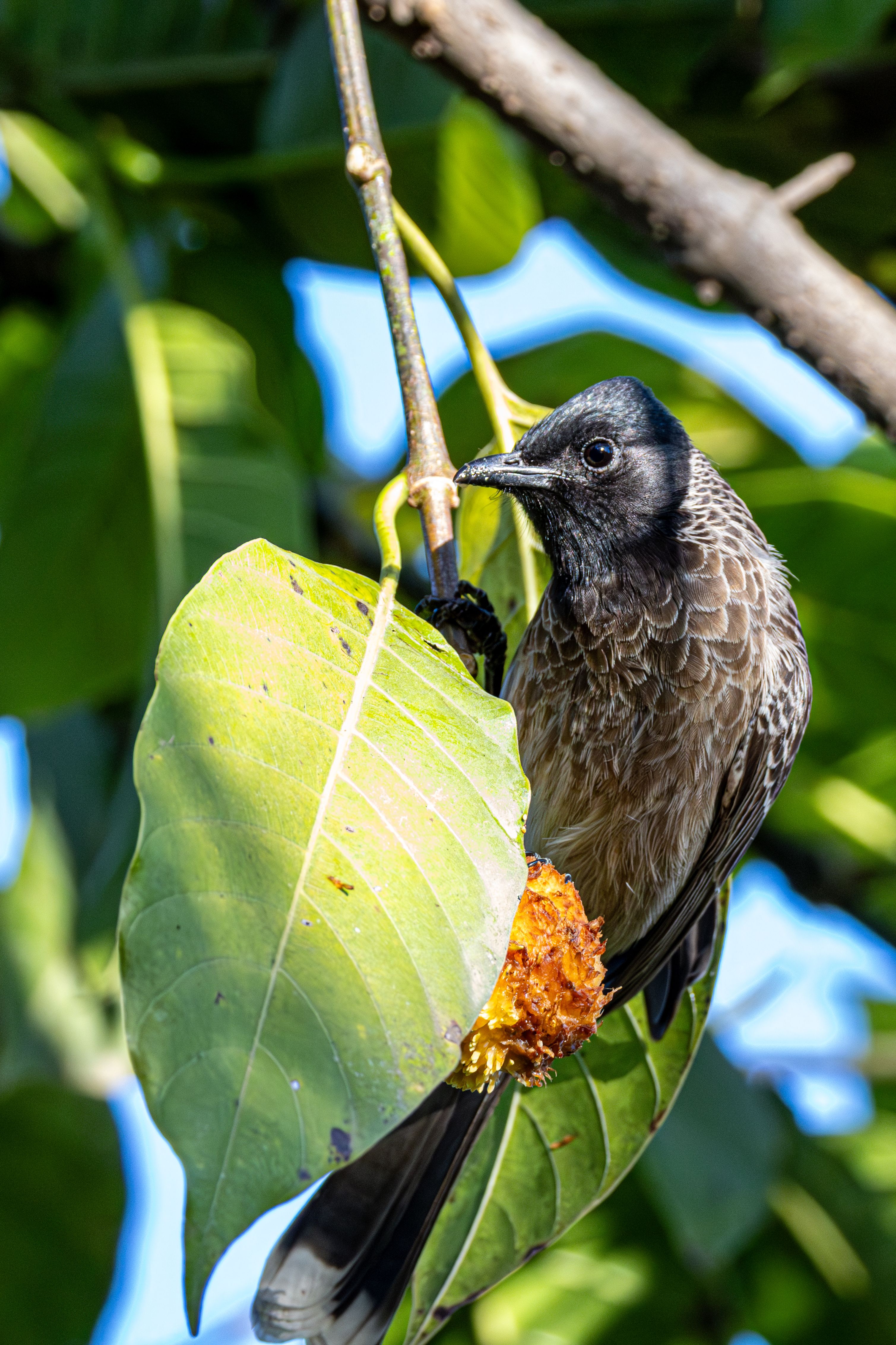 A Red-vented Bulbul perched on a banyan leaf, savoring a ripe fig in lush greenery.