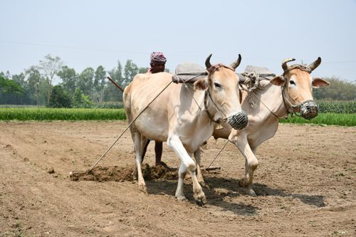 Free A farmer plows a field with oxen in Rangpur, showcasing traditional agriculture methods. Stock Photo