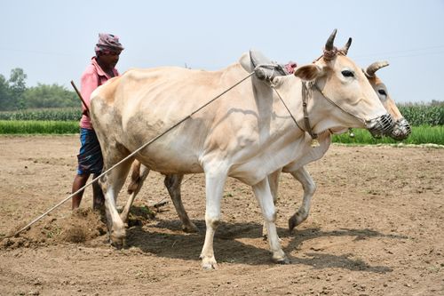 Free Farmer plowing field using oxen in a traditional agricultural setting. Stock Photo