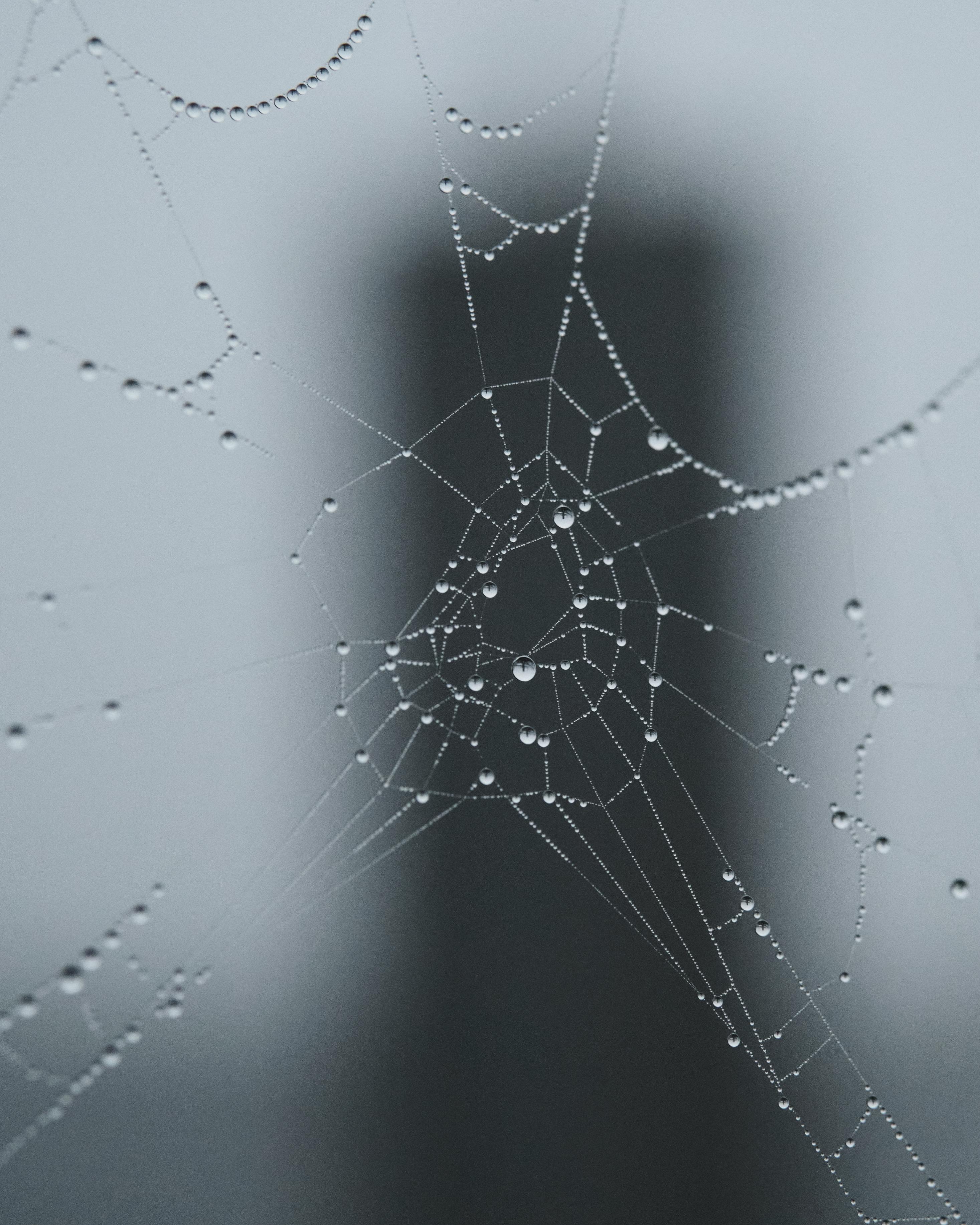 bezplatná Detailní záběr pavučiny s kapkami rosy, zachycující městskou siluetu v pozadí. Základová fotografie