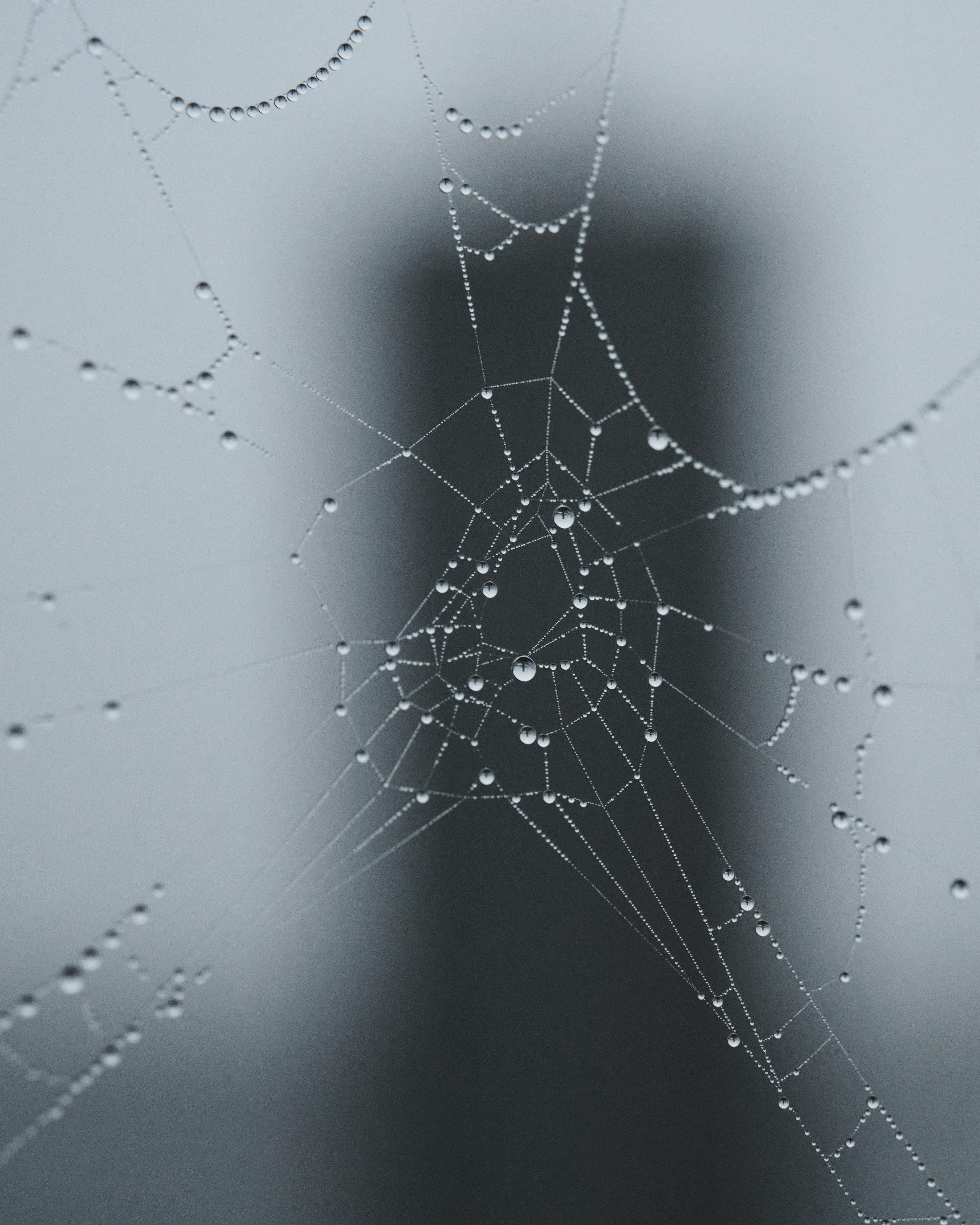 Kostenlos Nahaufnahme eines Spinnennetzes mit Tautropfen, im Hintergrund ist die Silhouette einer Stadt zu sehen. Stock-Foto