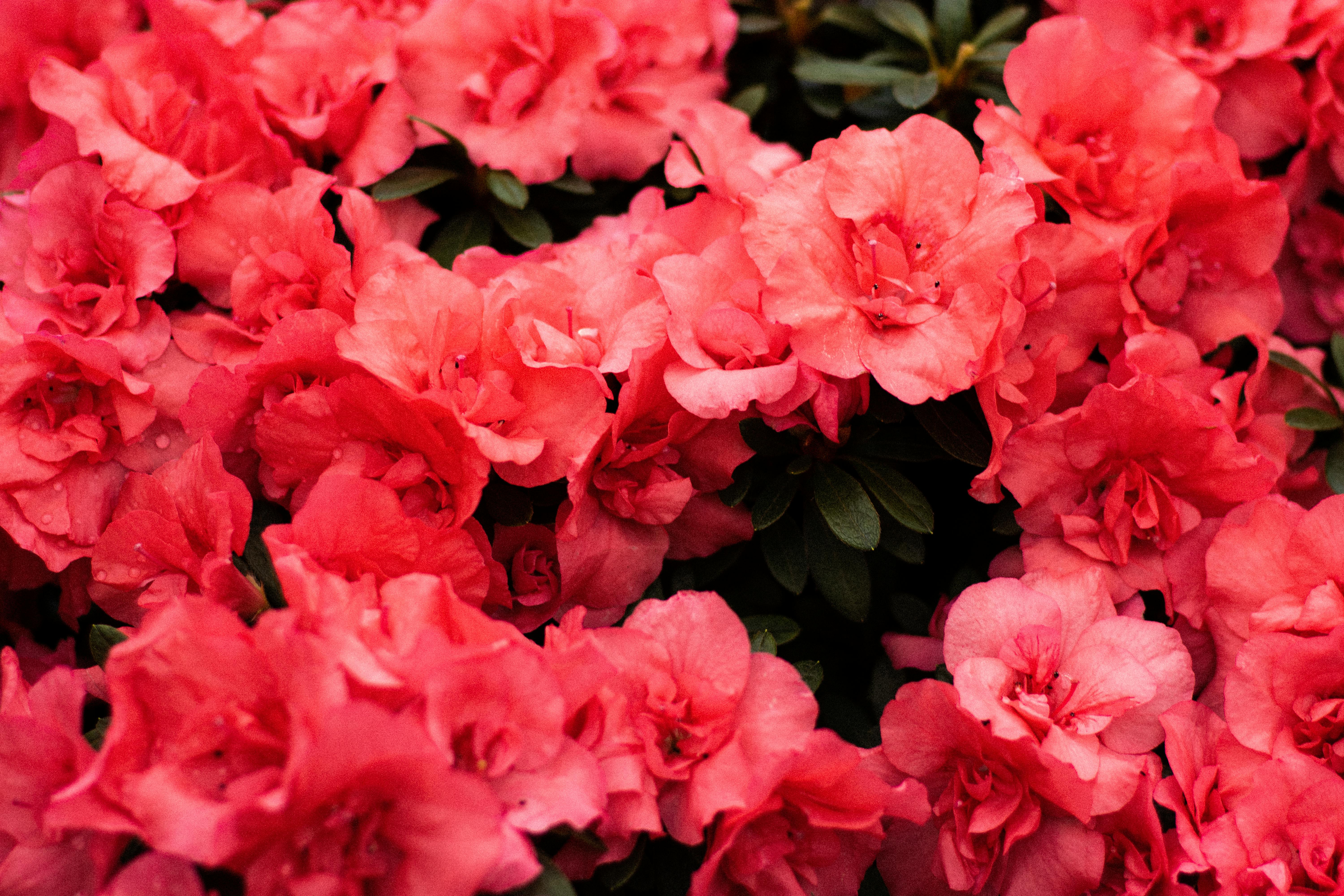 [ColoSach]-a-close-up-view-of-vibrant-pink-azalea-flowers-in-full-bloom,-showcasing-their-natural-beauty.