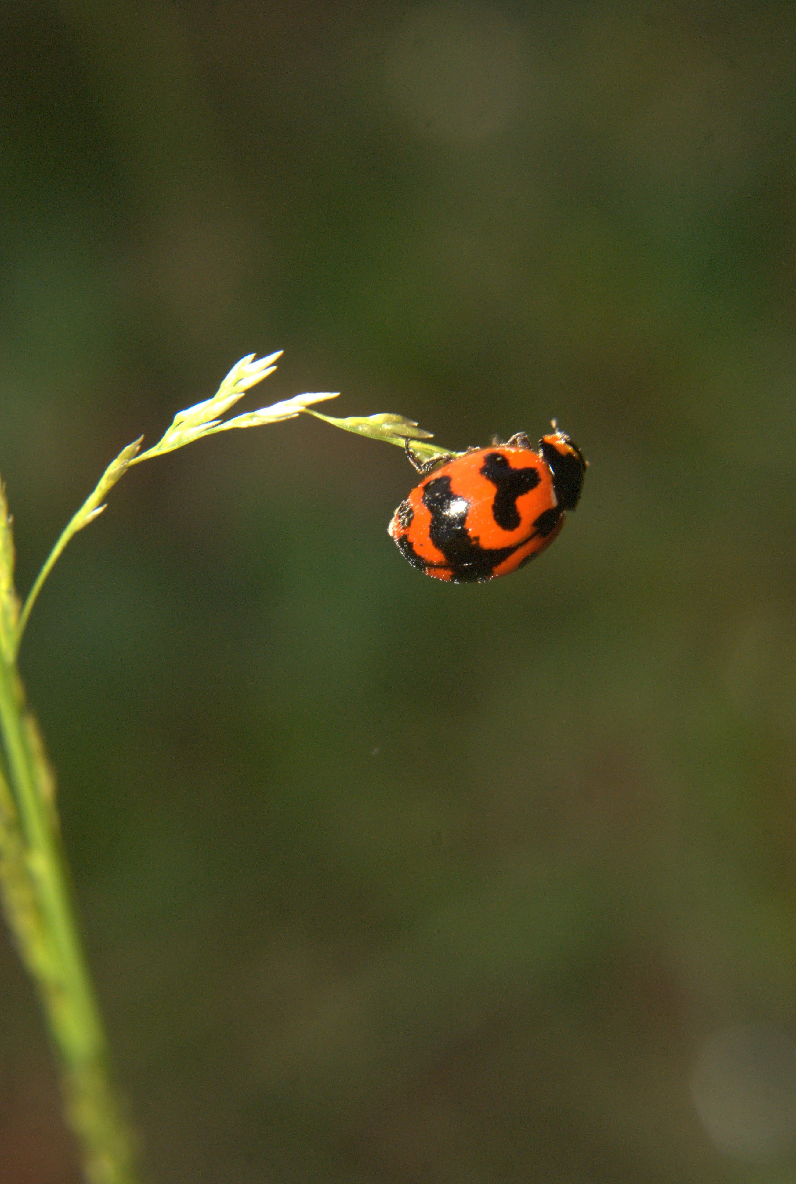 Close-Up of Ladybug on Grass in West Java · Free Stock Photo