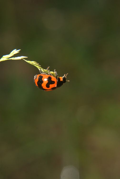 Java Ladybug Close-Up of a Ladybug on Grass Blade · Free Stock Photo