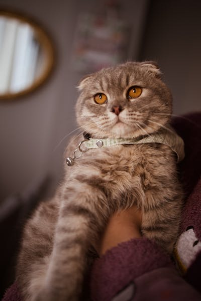 Scottish Fold - Photo 2