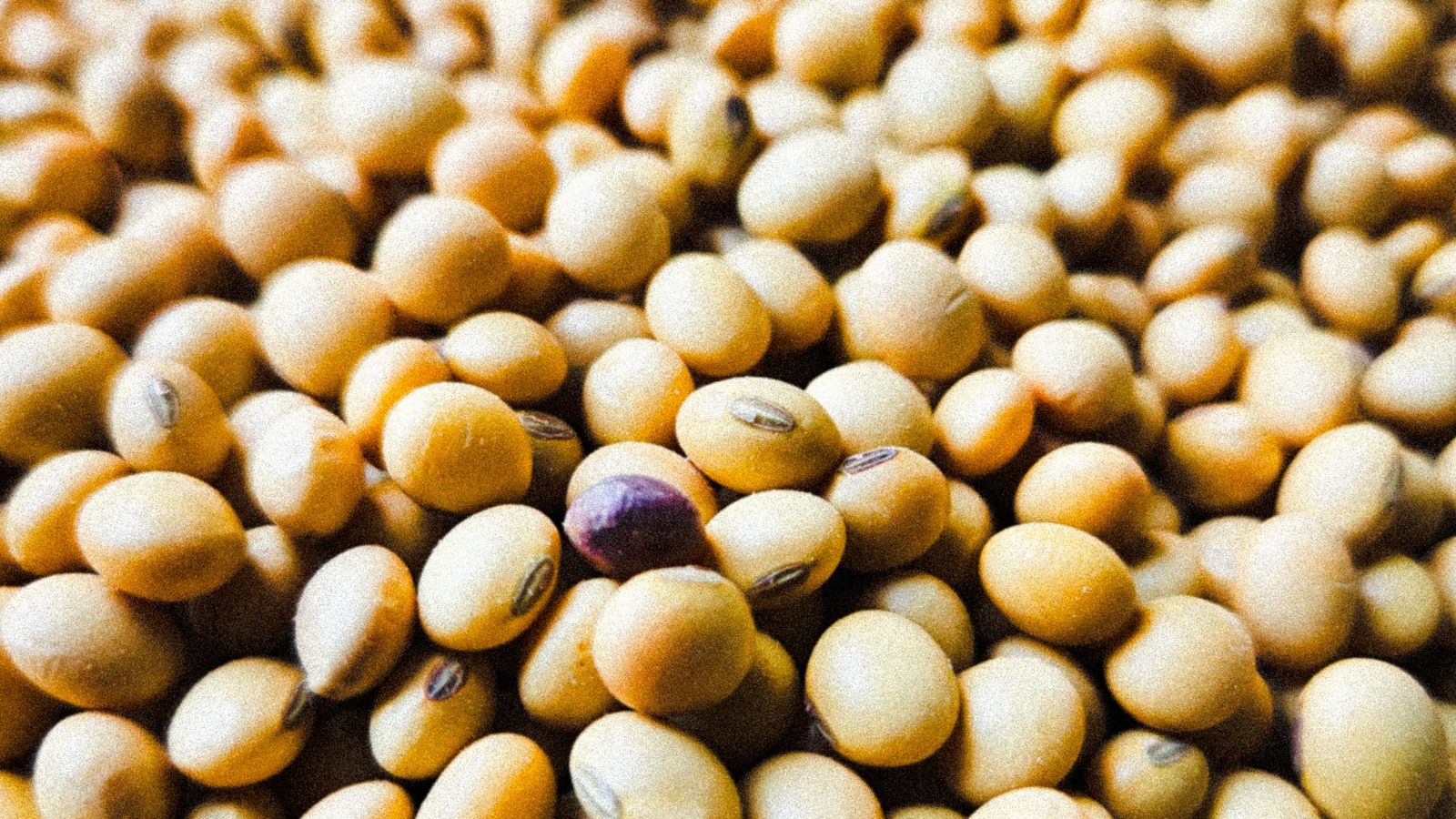 Close-up of soybeans showing texture in a harvest setting — photo by Somesh Singh on Pexels Close-up of soybeans showing texture in a harvest setting