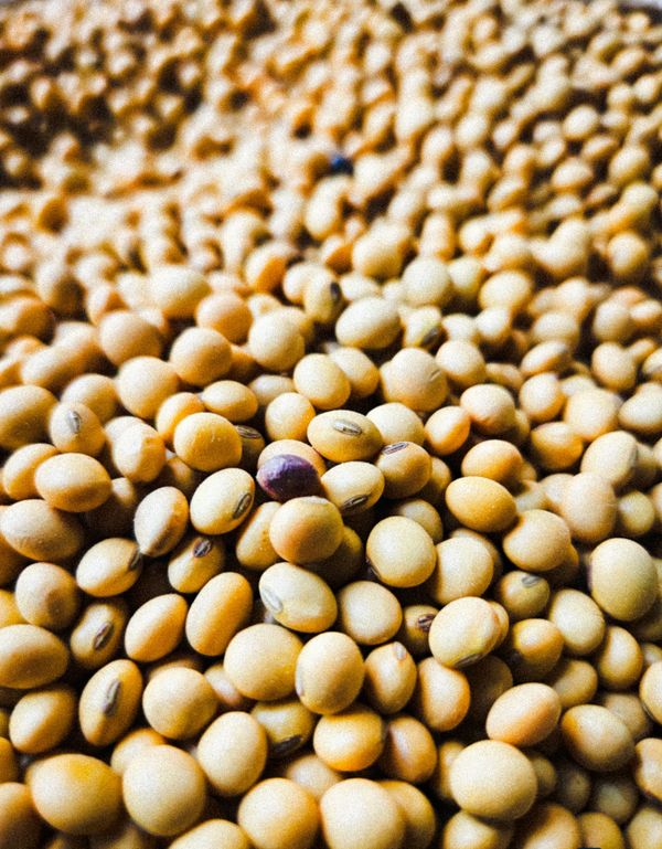 Certified soyabean and maize seeds displayed at R K TRADING COMPANY Sagar