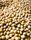 soybean