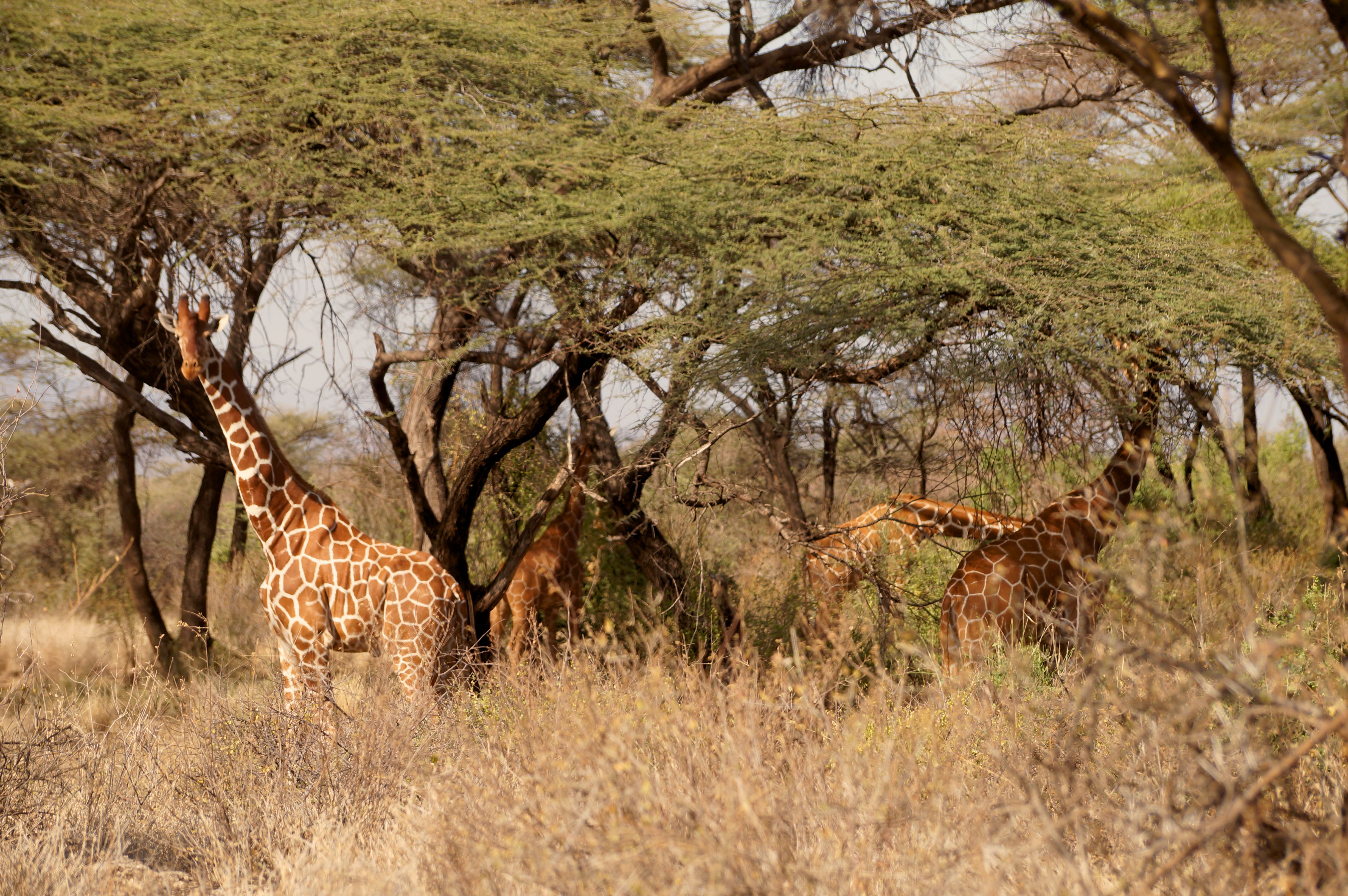 Herd of Giraffes on a Grass Field · Free Stock Photo