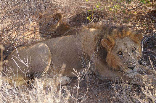 Samburu remote camp game walks — Kenya Safari