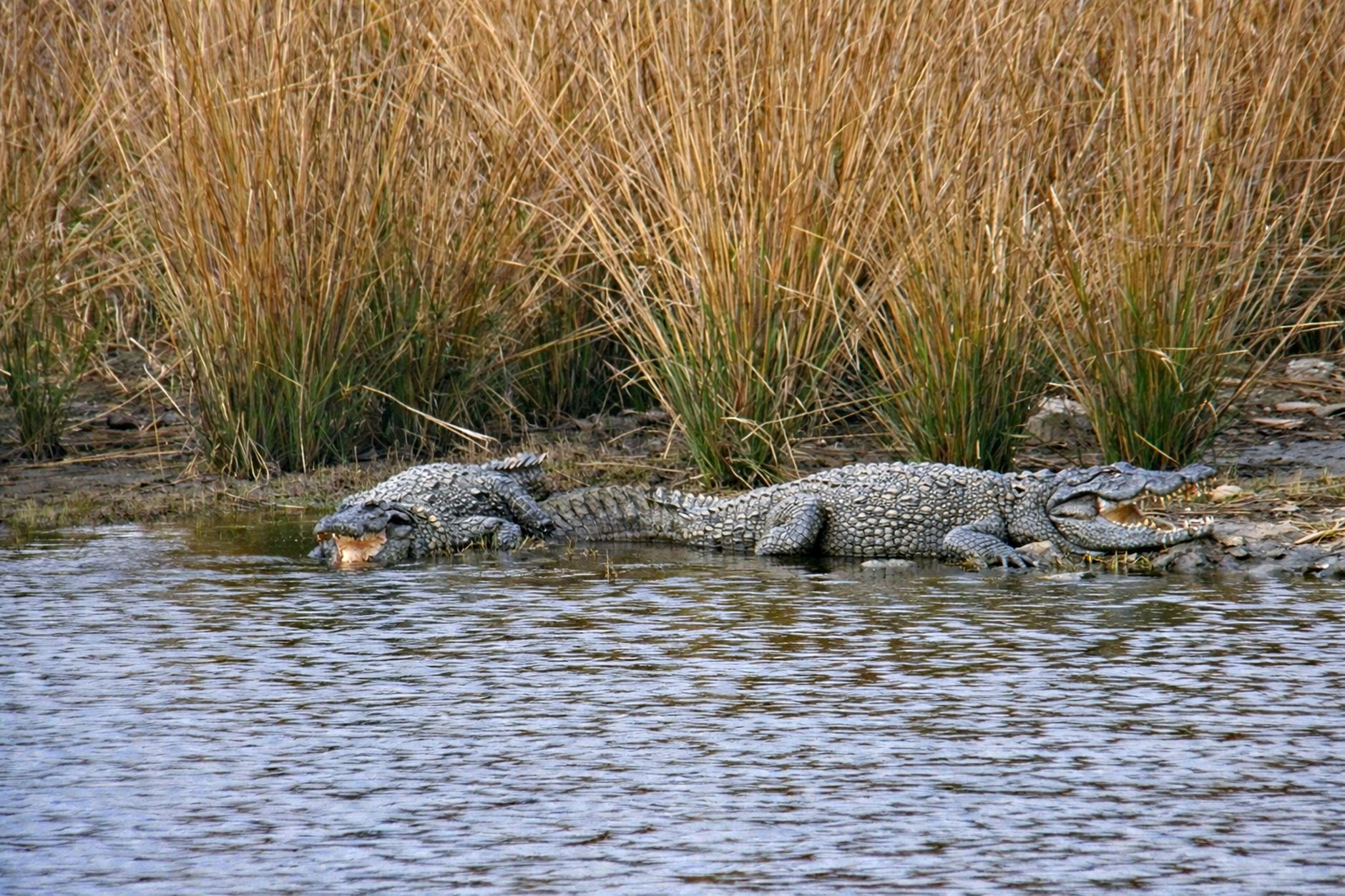 Two mugger crocodiles resting by a lake in Ranthambore, Rajasthan.