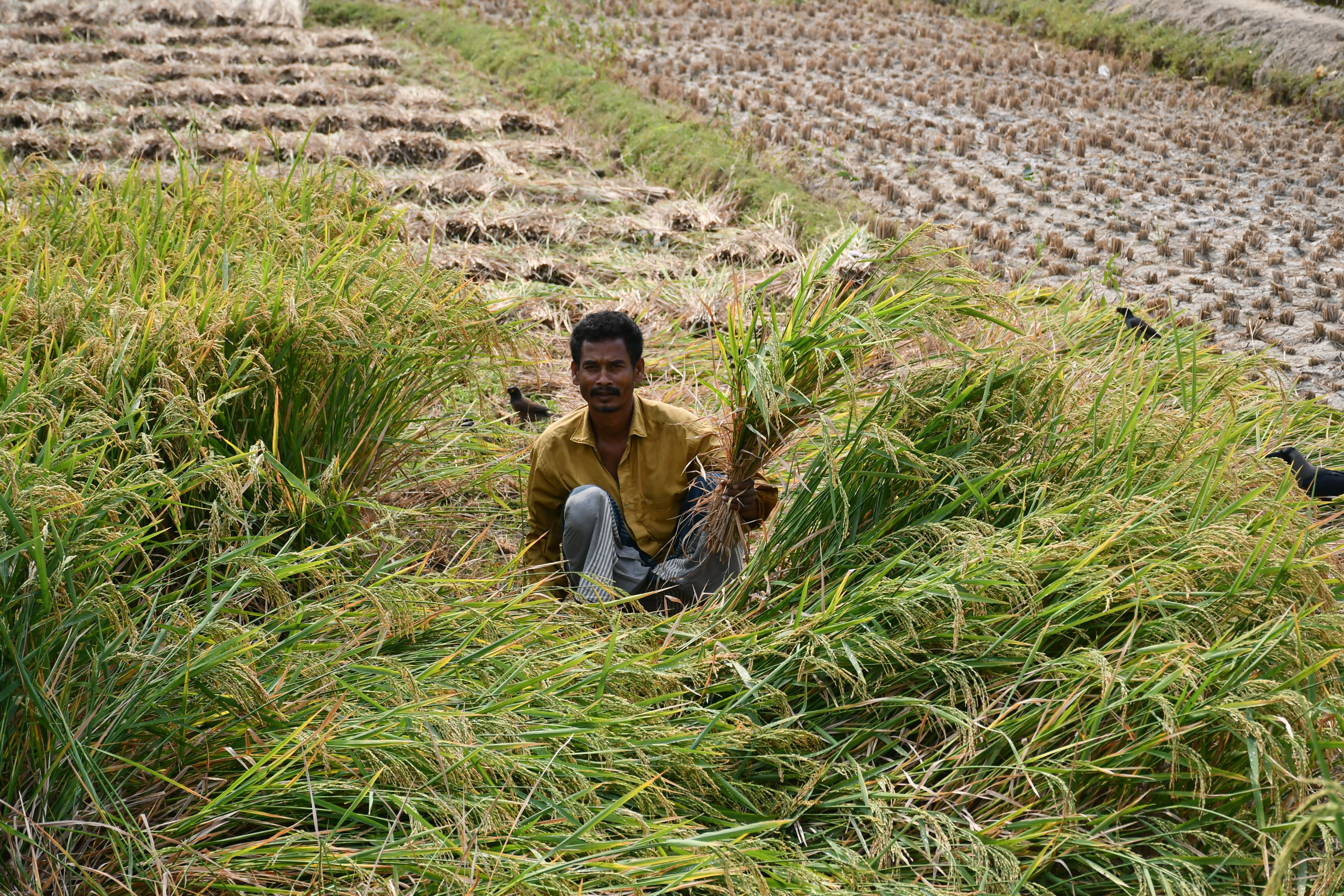 A farmer working in a lush green rice field during harvest season in Rangpur, Bangladesh.