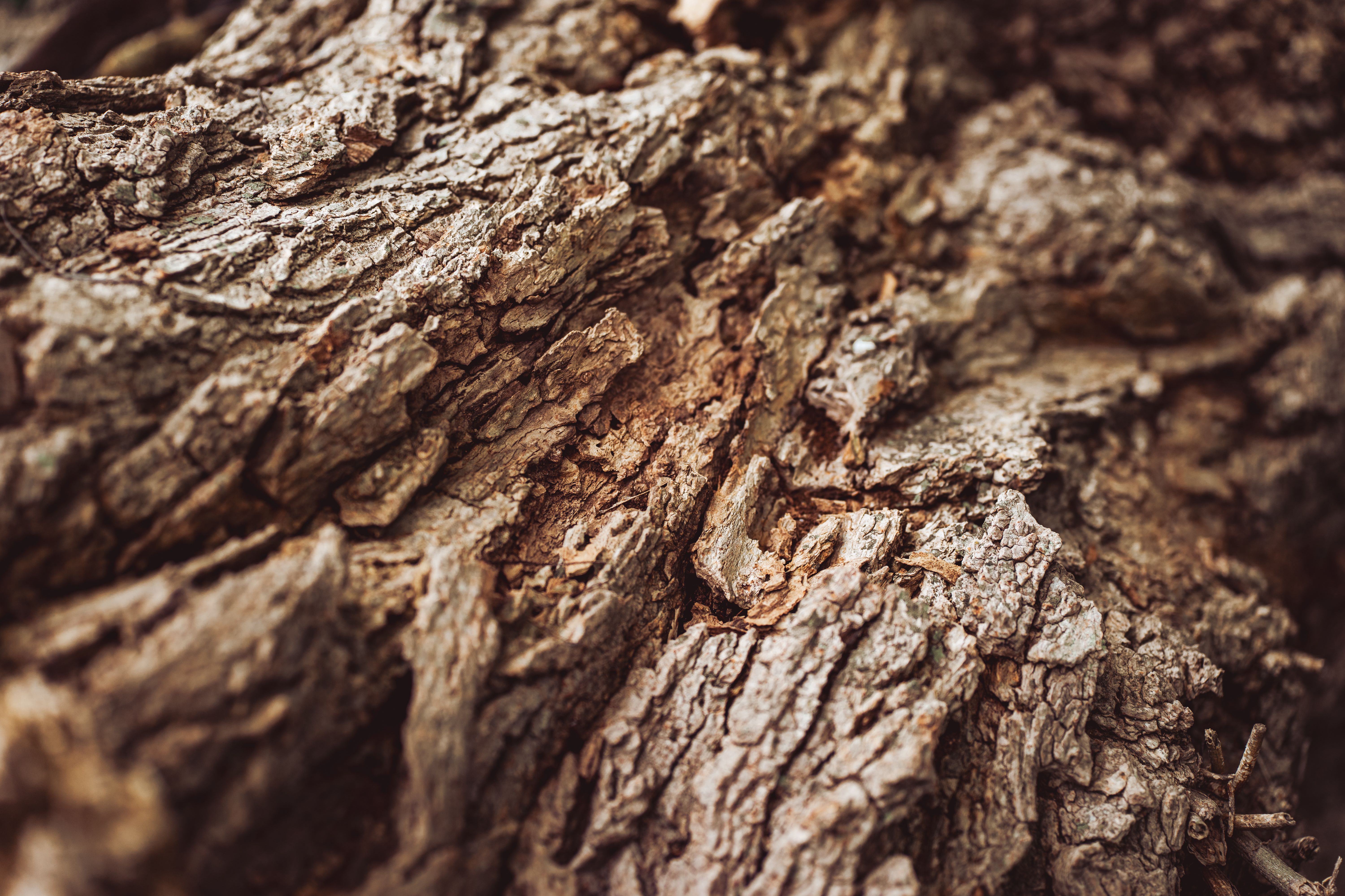 Detailed close-up of rugged tree bark texture, showcasing natural patterns and earthy tones.