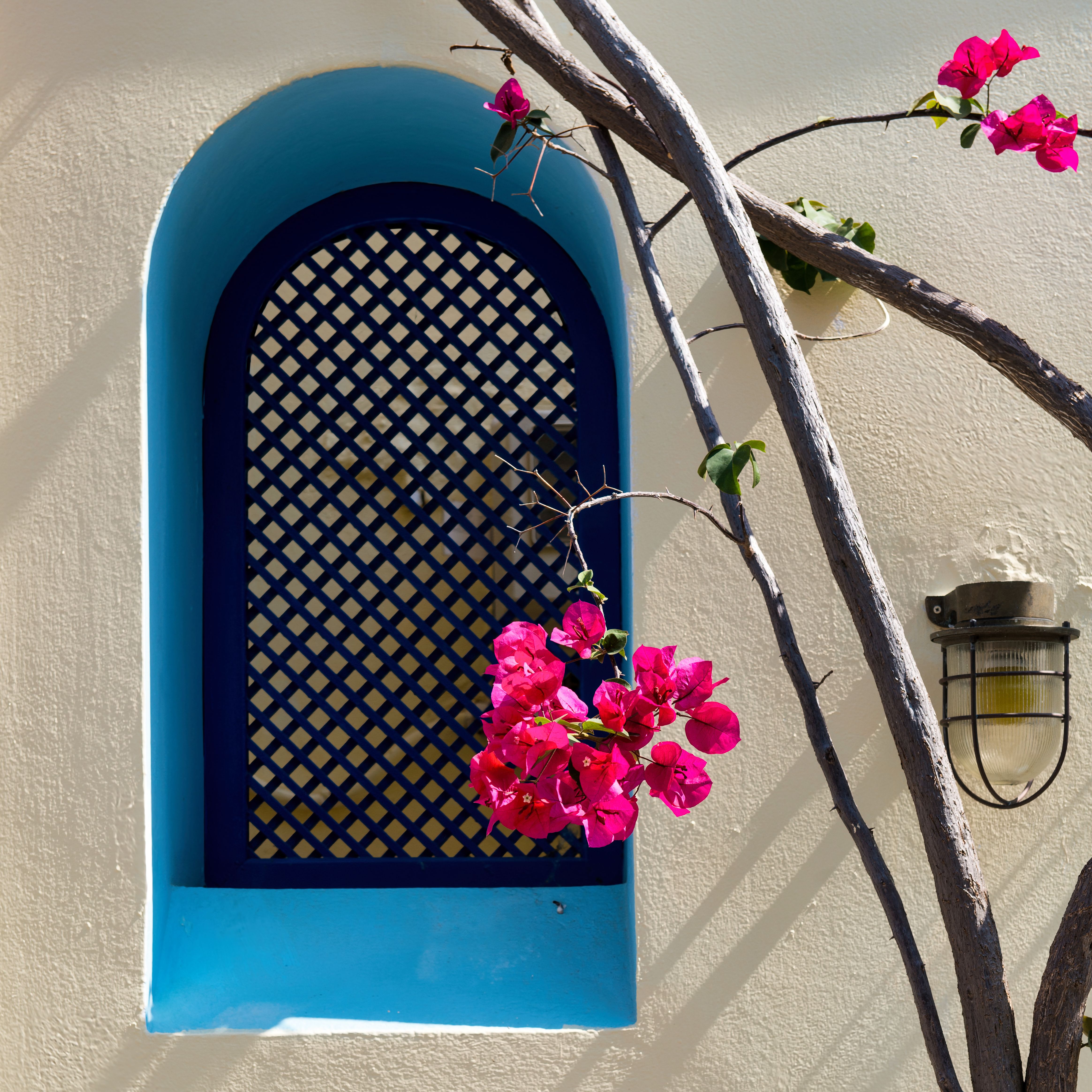 Charming blue window adorned with pink bougainvillea on a sunny day in Kos, Greece.