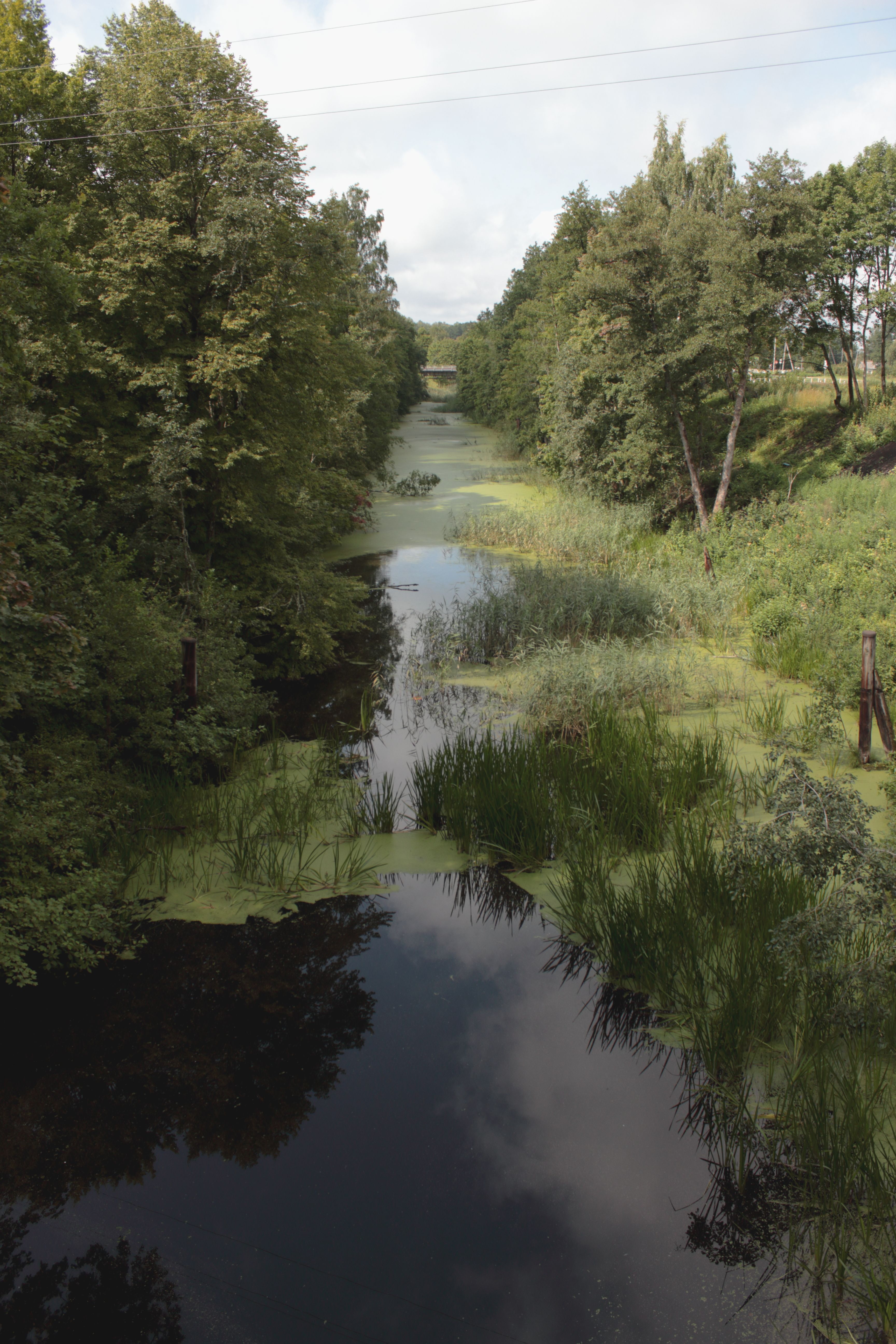 Serene river landscape with lush greenery in the Kaliningrad region of Russia.