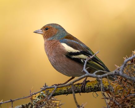 bird photo