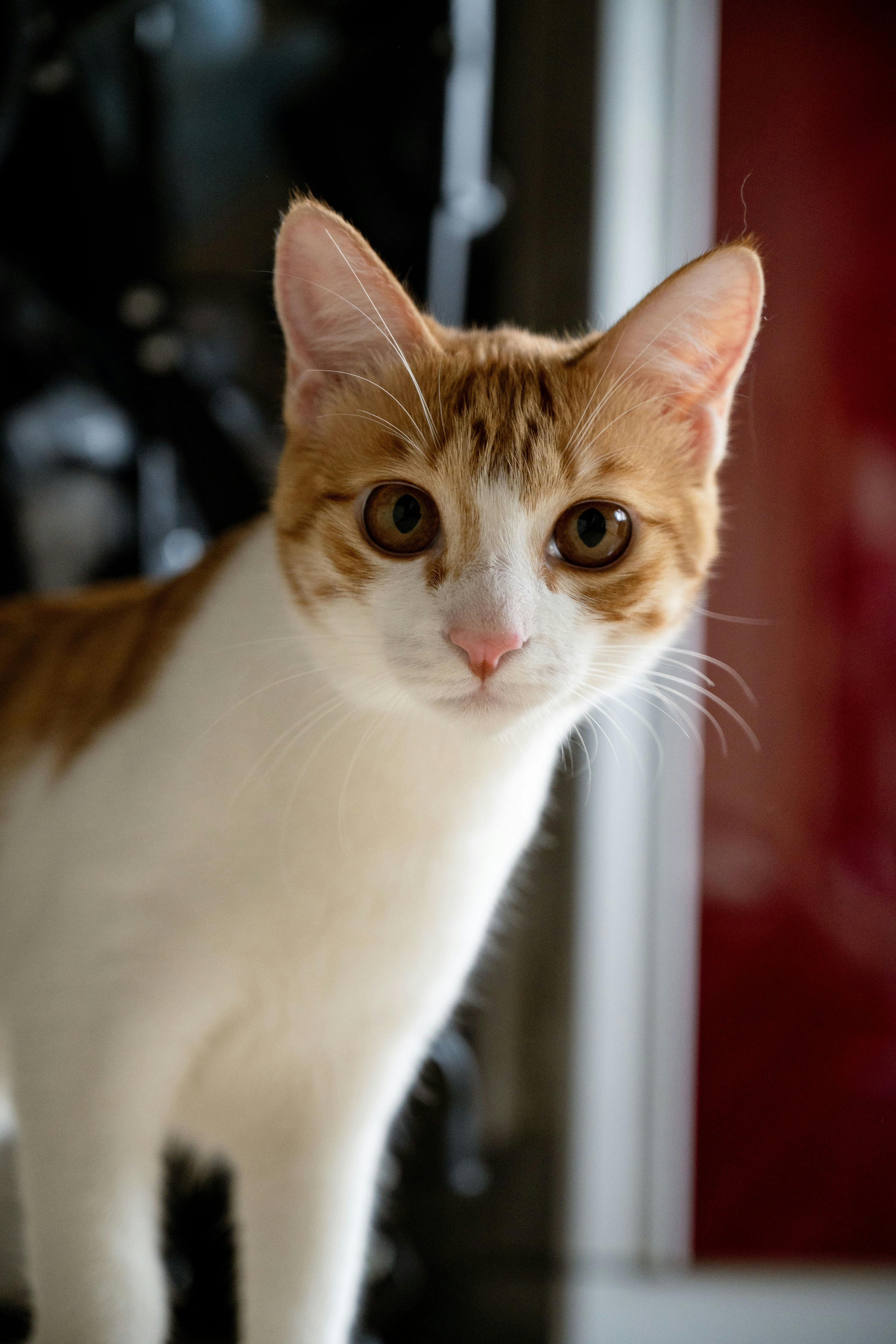 ingyenes Közeli kép egy kíváncsi vörös és fehér macskáról bent, amint várakozik. Stockfotó