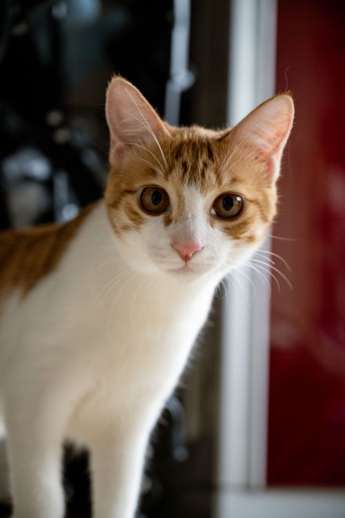 Free Close-up of a curious ginger and white cat indoors, looking forward. Stock Photo