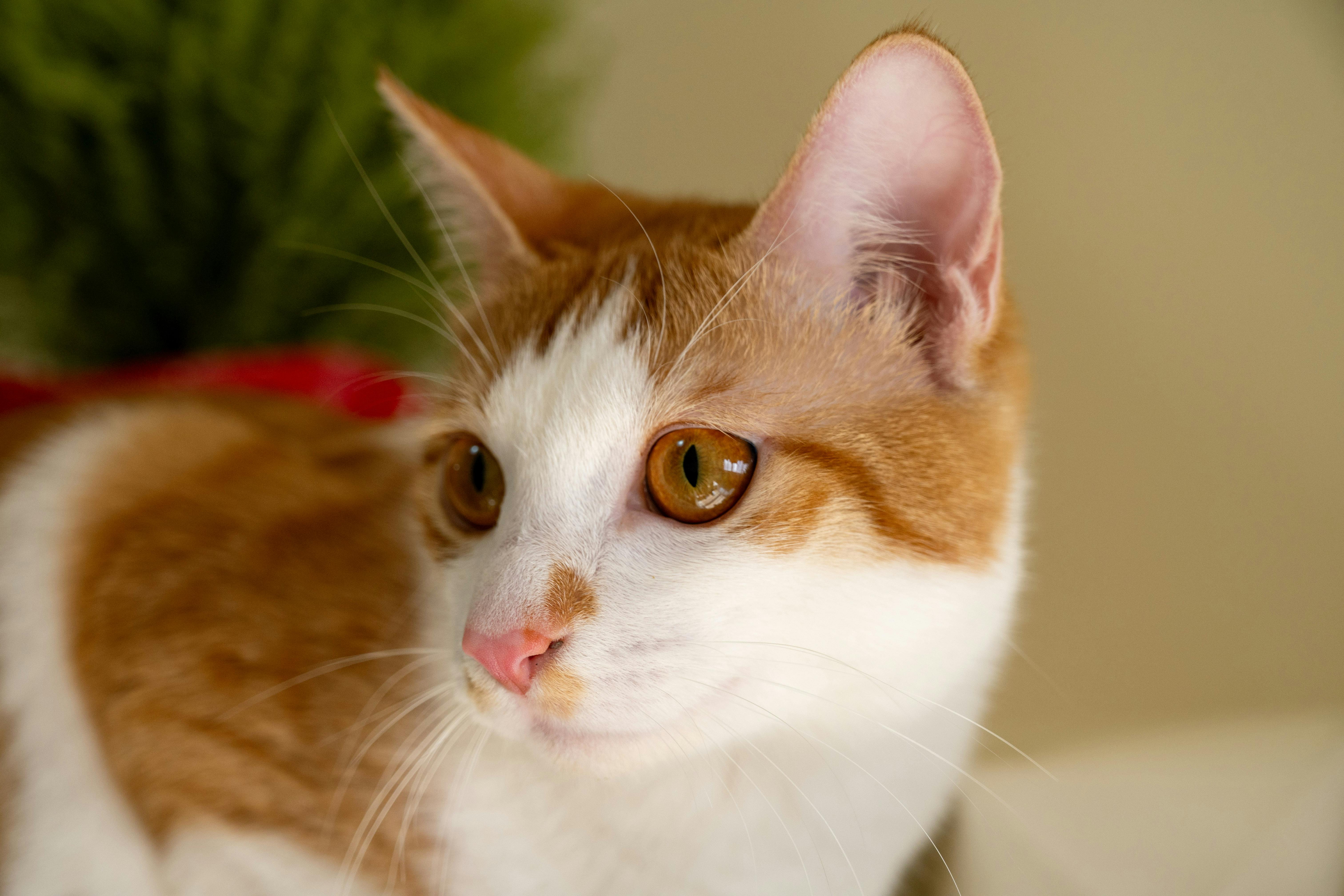 pet care, pet health, pet safety, pet grooming — Photo by Bingqian Li on Pexels