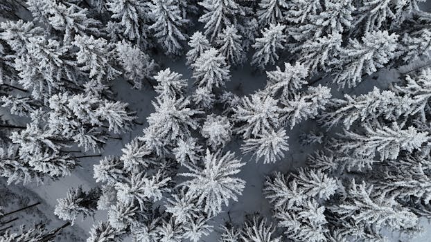 Drone shot of a snowy winter forest in Thuringia, Germany, with frosted pine trees.