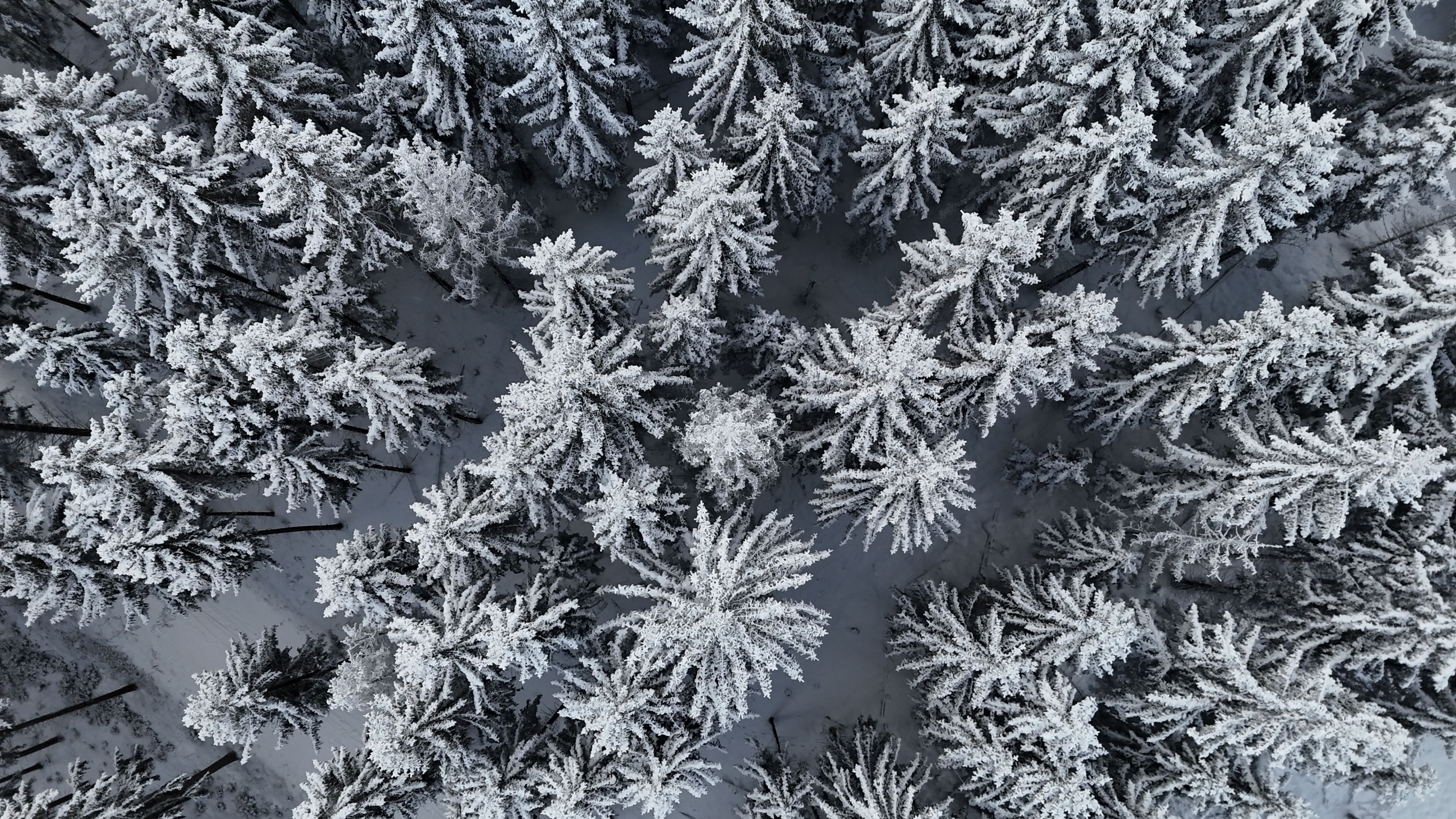 Aerial View of Snowy Pine Forest in Thuringia · Free Stock Photo