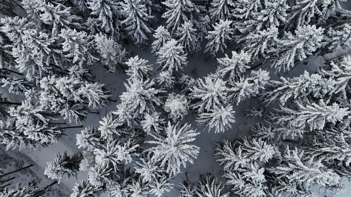 Aerial Drone View of Snowy Pine Forest in Winter · Free Stock Photo