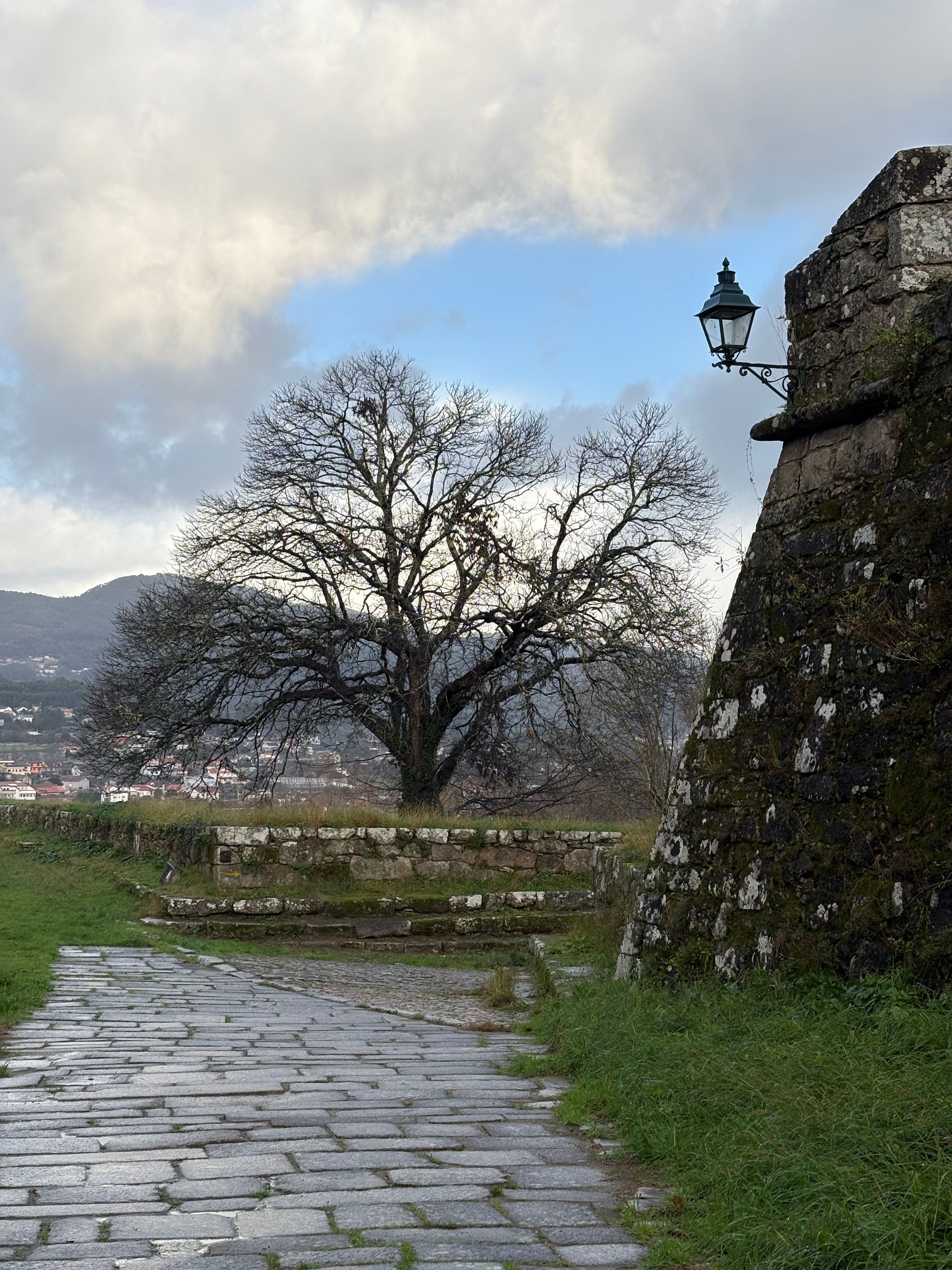 Figueira de Castelo Rodrigo opens applications for livestock production support