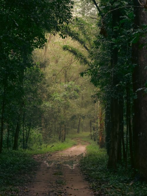 Free A tranquil forest path surrounded by lush, vibrant greenery under a soft light, conveying peace and solitude. Stock Photo