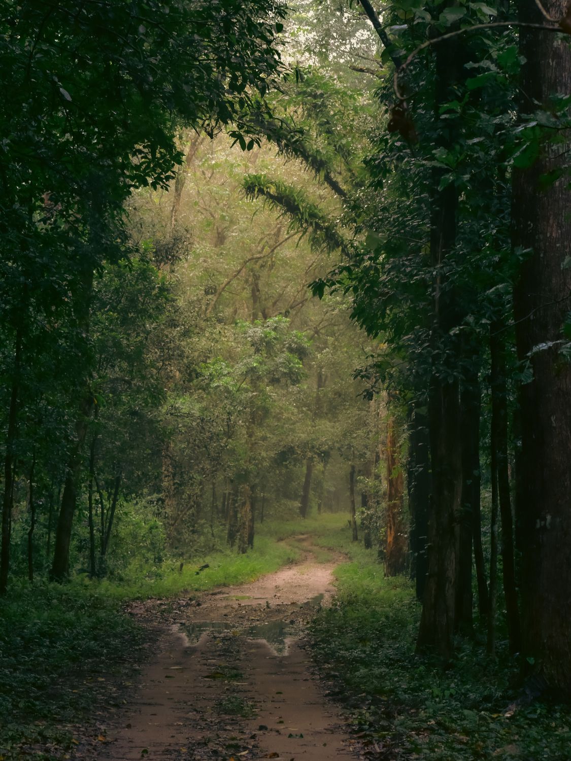 Serene Forest Path in Lush Greenery · Free Stock Photo