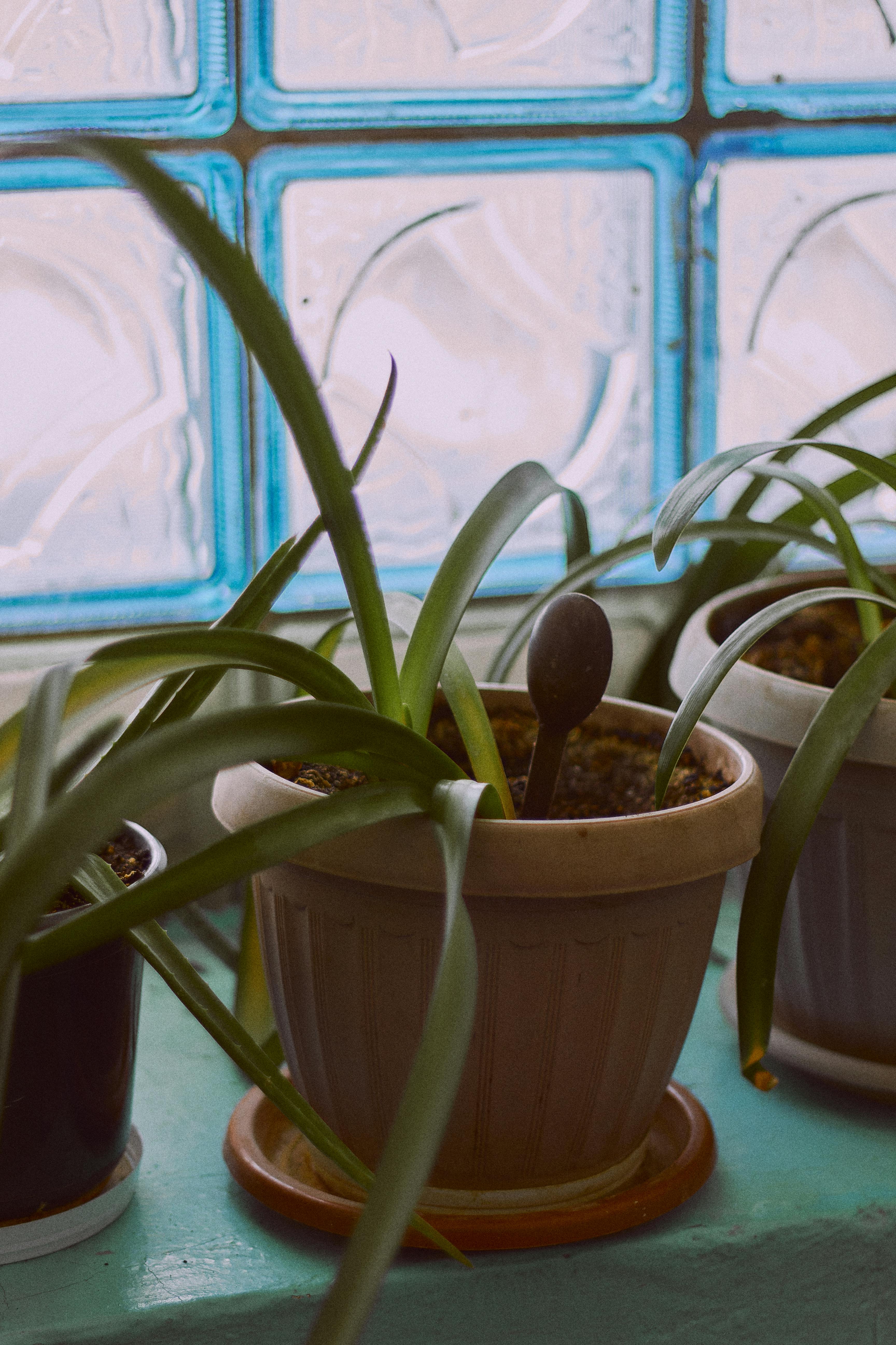 Gratis Primer plano de plantas en macetas en el alféizar de una ventana con fondo de vidrio teñido de azul. Foto de stock