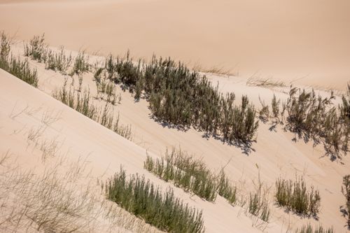 Free Vibrant green plants dotting the tan sand dunes in a desert landscape of South Africa. Stock Photo