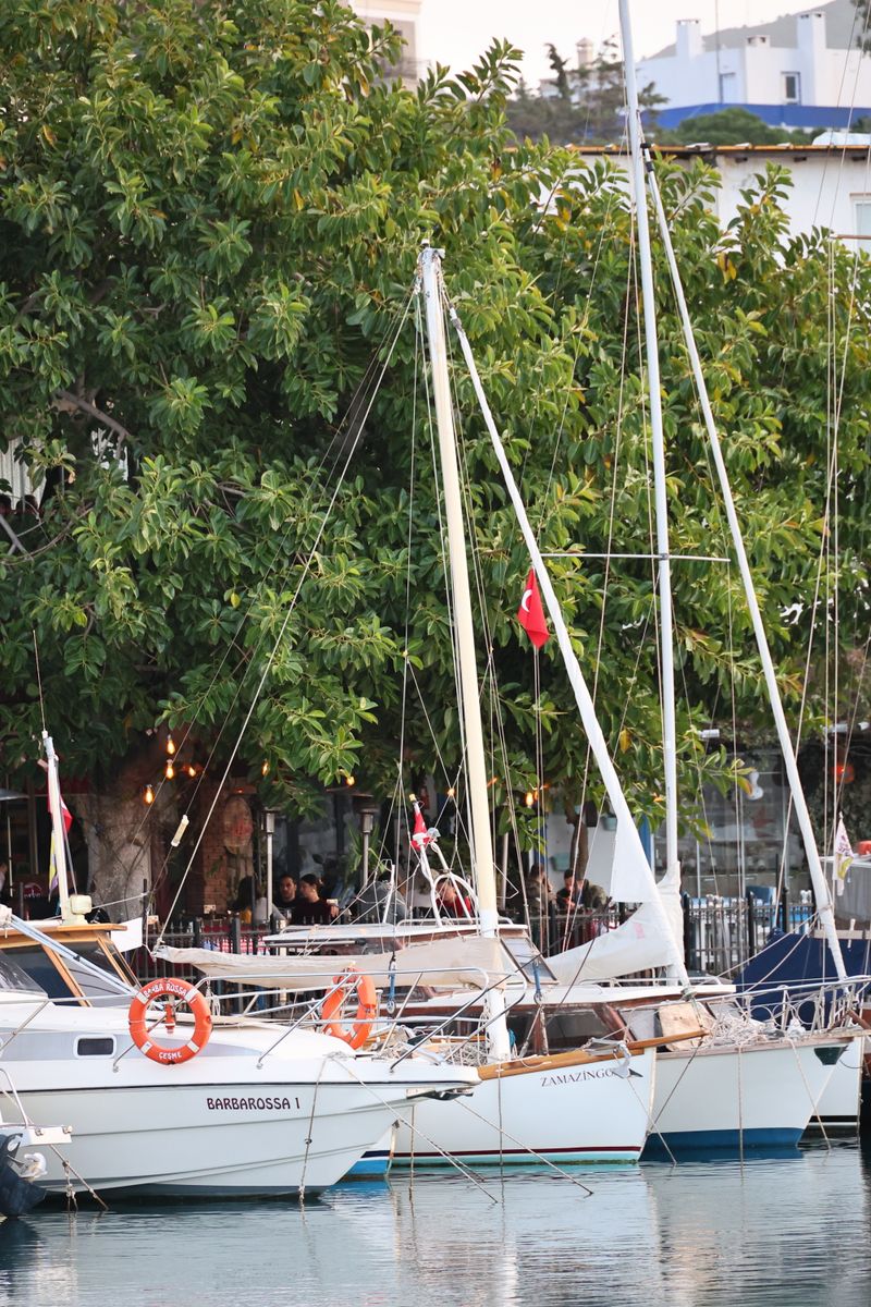 Charming view of sailboats at a serene marina in Bodrum, Türkiye, surrounded by lush greenery.