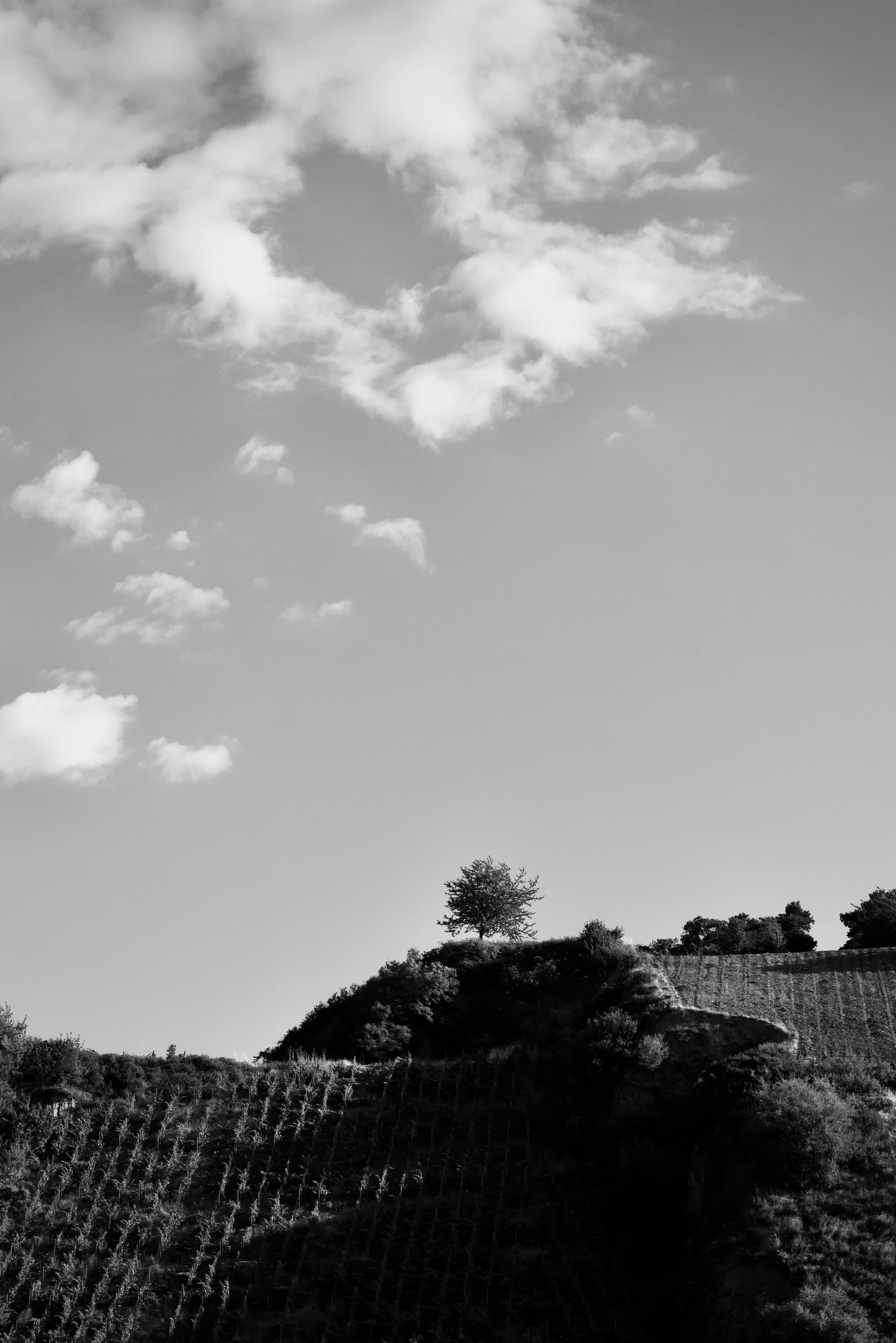 Gratis Paisaje en blanco y negro que captura un solo árbol en una colina ondulada bajo nubes dispersas. Foto de stock