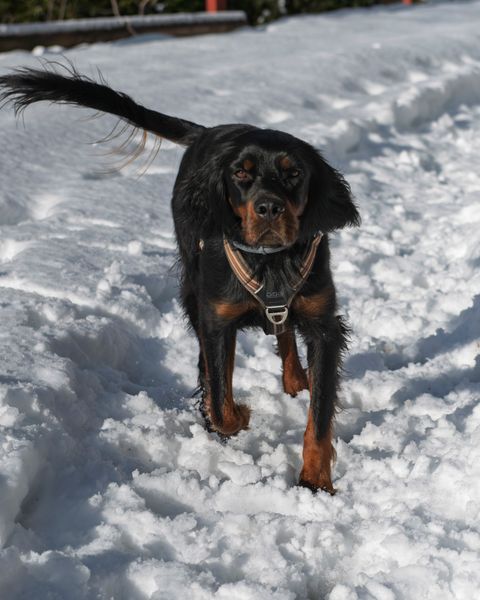 Gordon Setter walking in a snowy landscape, photo by Jesús Esteban San José on Pexels
