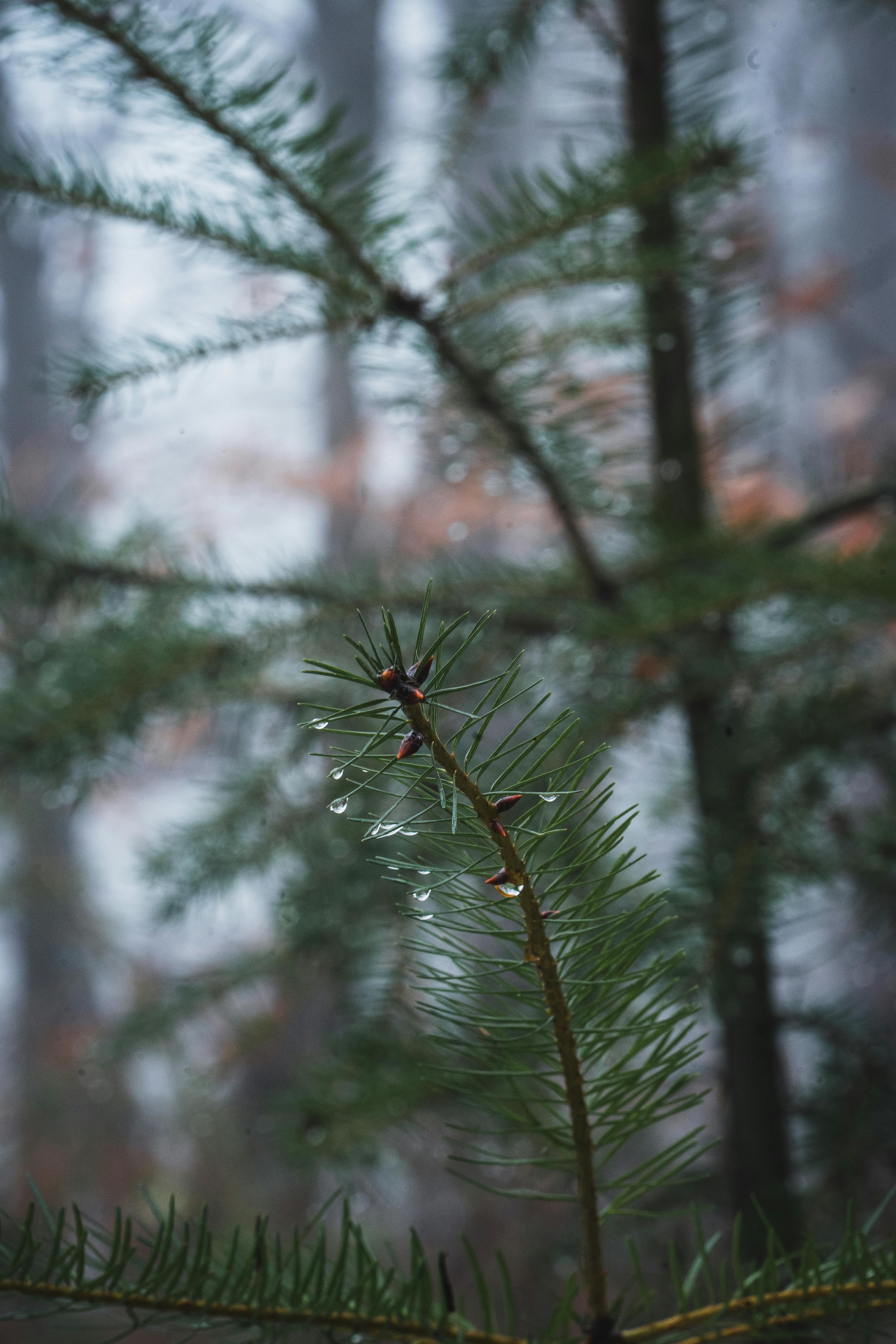 Gratis Fotografía macro detallada de agujas de pino cubiertas de rocío en un tranquilo bosque brumoso, que captura la esencia de la naturaleza. Foto de stock