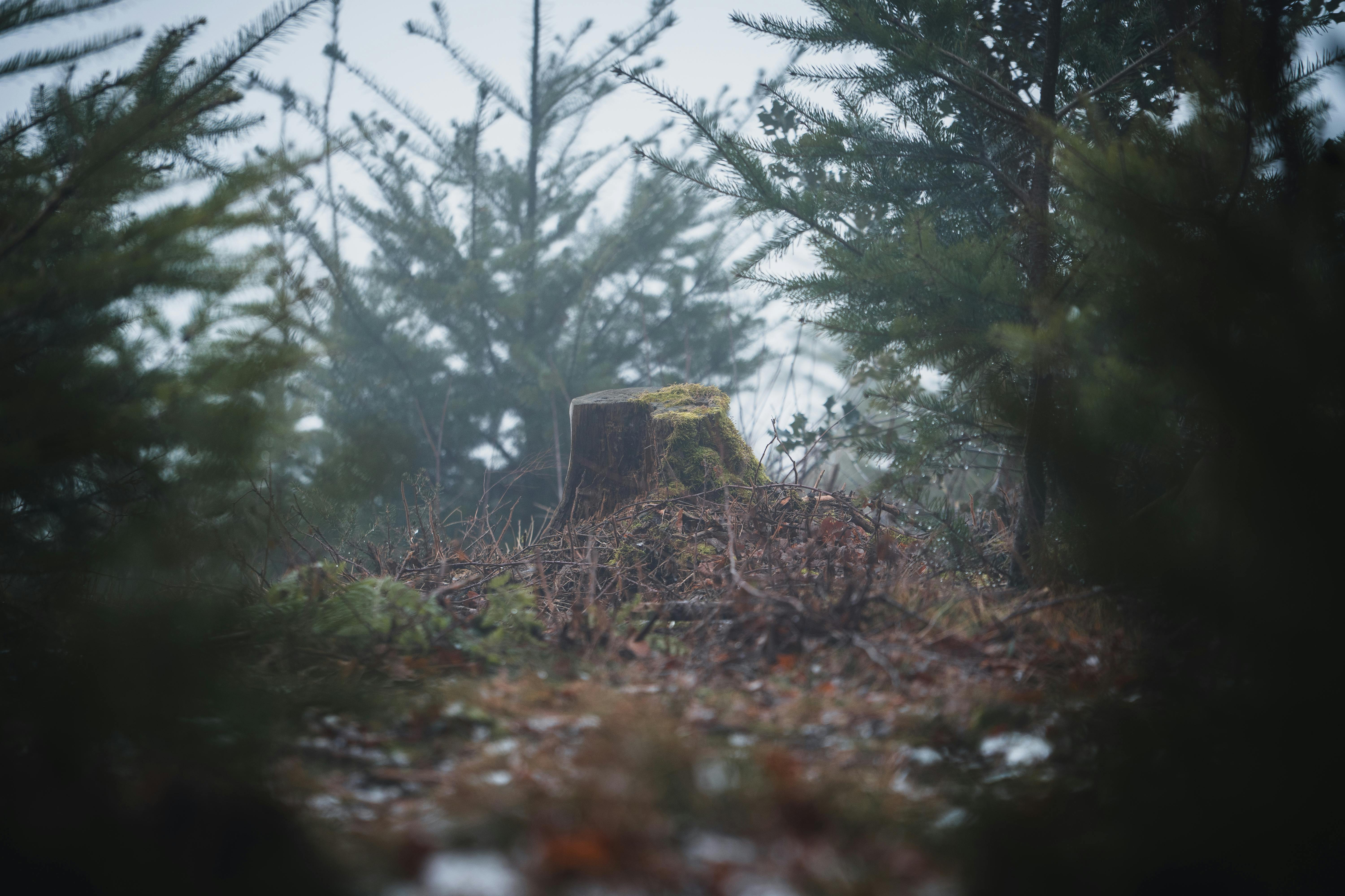 Gratis Ceppo d'albero circondato da alberi sempreverdi in una foresta nebbiosa, a simboleggiare il ciclo della natura. Foto a disposizione
