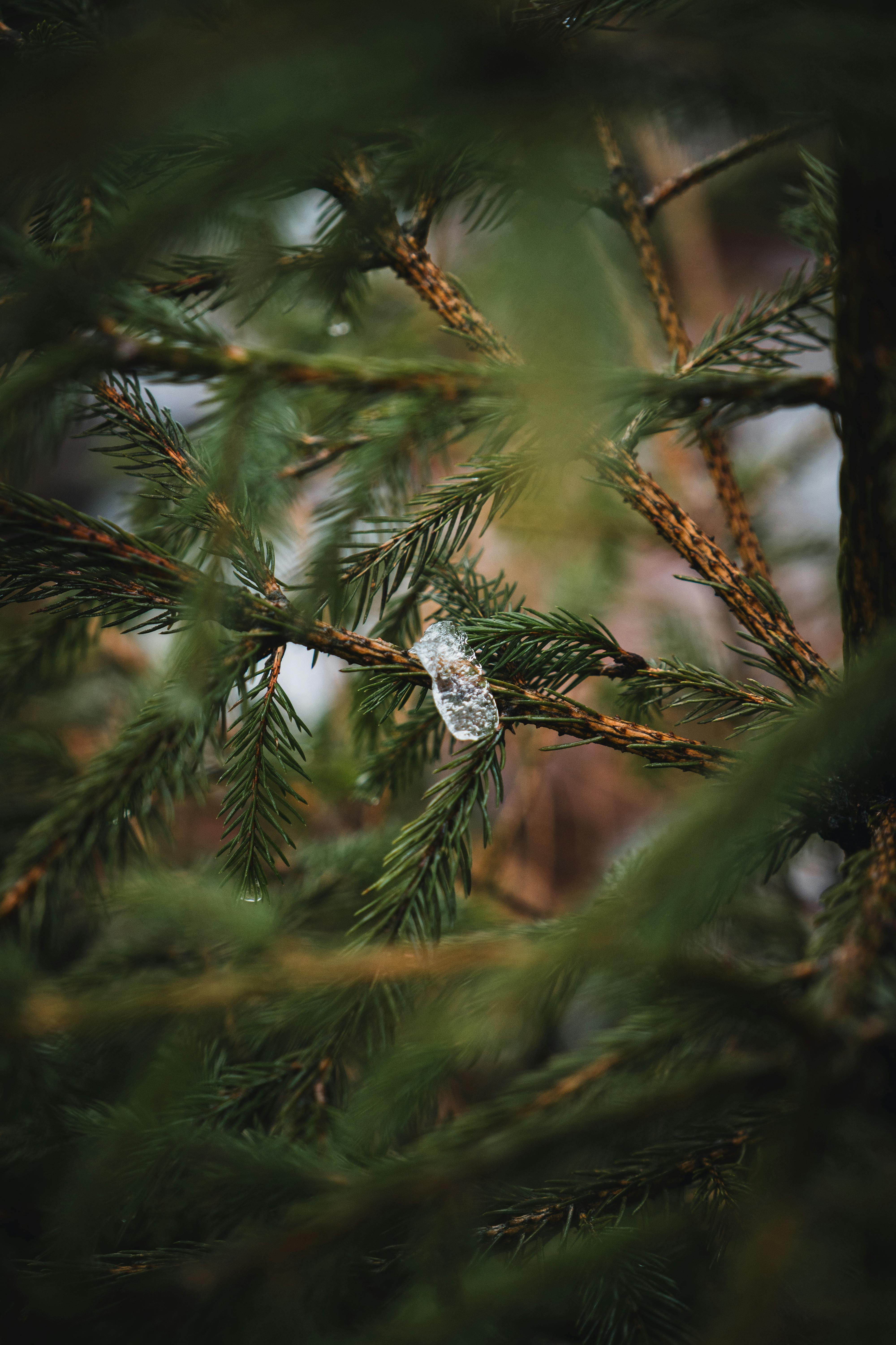 De franc Una vista detallada de branques de pi adornades amb flocs de neu, capturant una atmosfera hivernal. Foto d'estoc