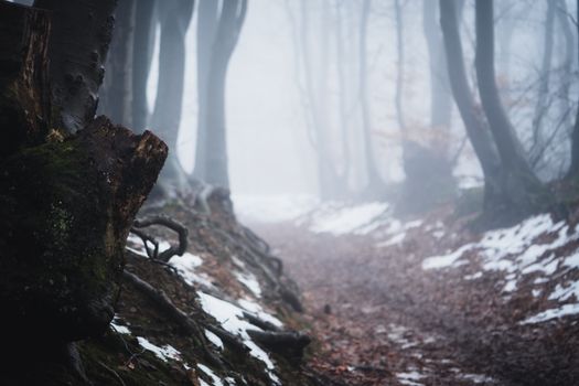 A mysterious foggy forest path with snow patches and tall trees.