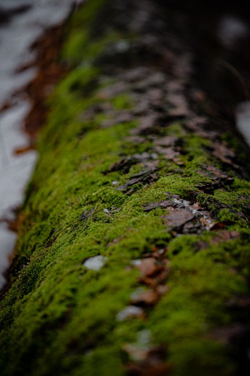 Free Detailed view of vibrant green moss on a fallen tree trunk in a forest setting. Stock Photo