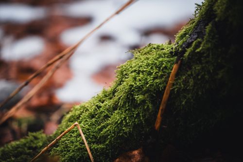 Free Detailed view of moss on a tree trunk in a forest setting, capturing nature's textures. Stock Photo