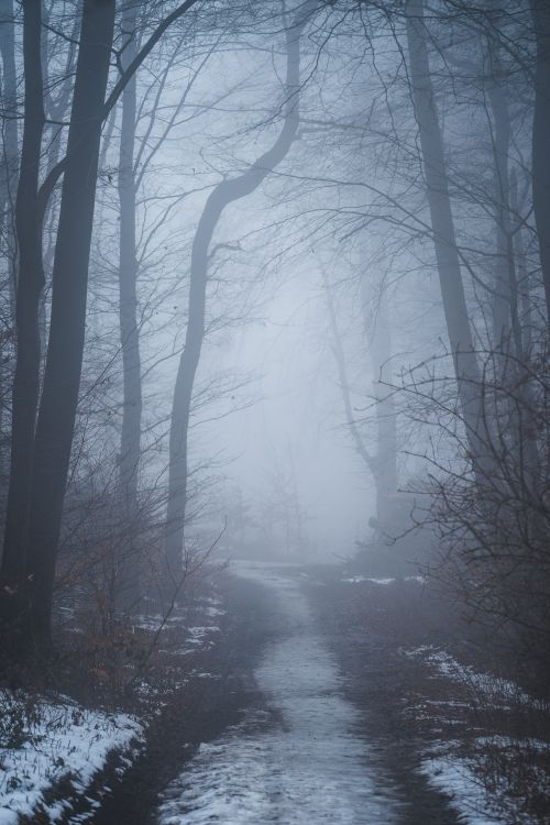 Free Mysterious foggy forest path in winter, creating a serene and eerie atmosphere. Stock Photo