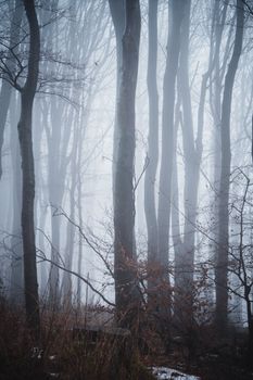 Mysterious fog envelops tall bare trees in a quiet, atmospheric forest.. mysterious, envelops, tall