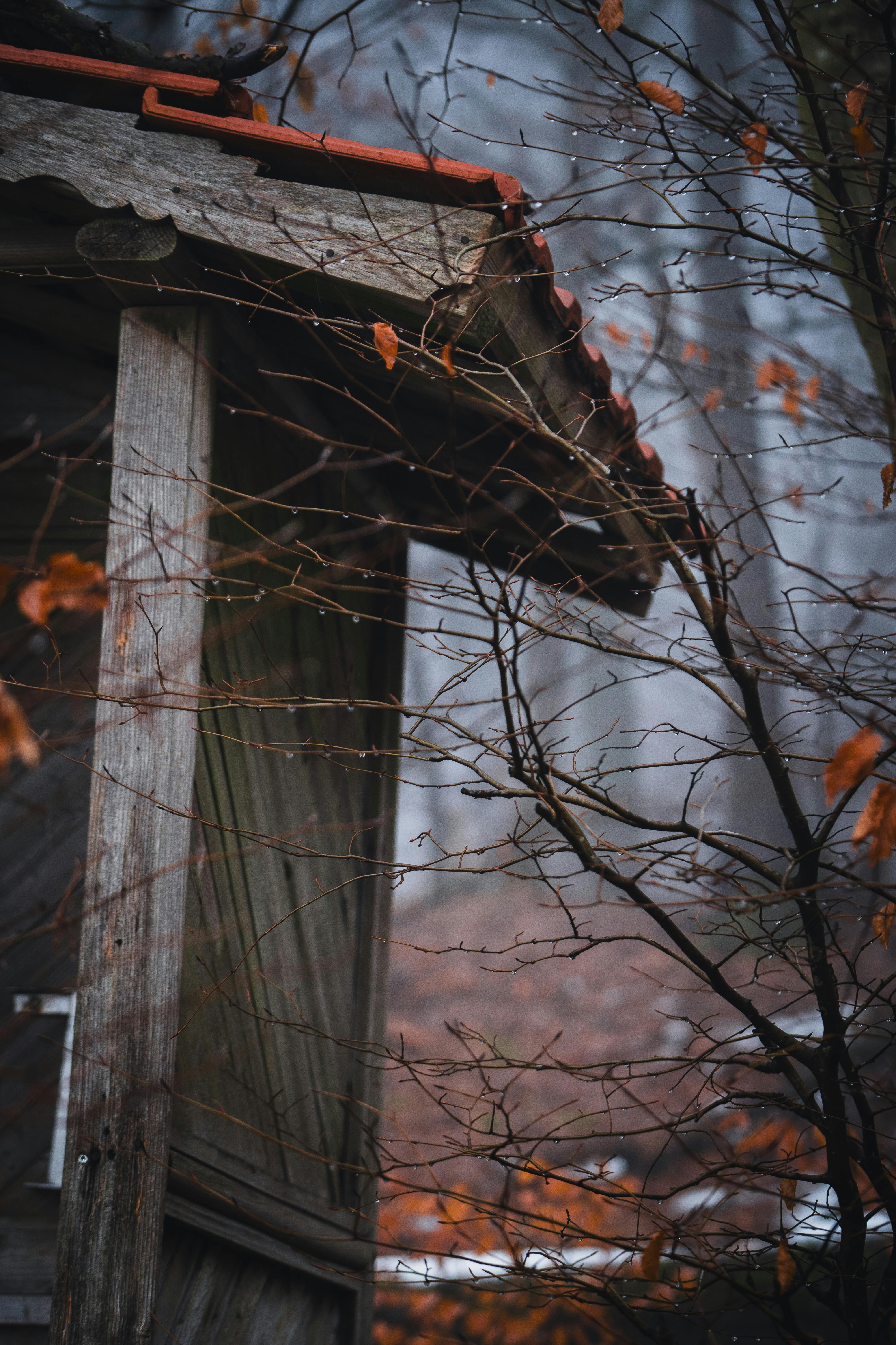 Gratis Un capanno in legno invecchiato immerso nel fogliame autunnale, che cattura il fascino stagionale. Foto a disposizione