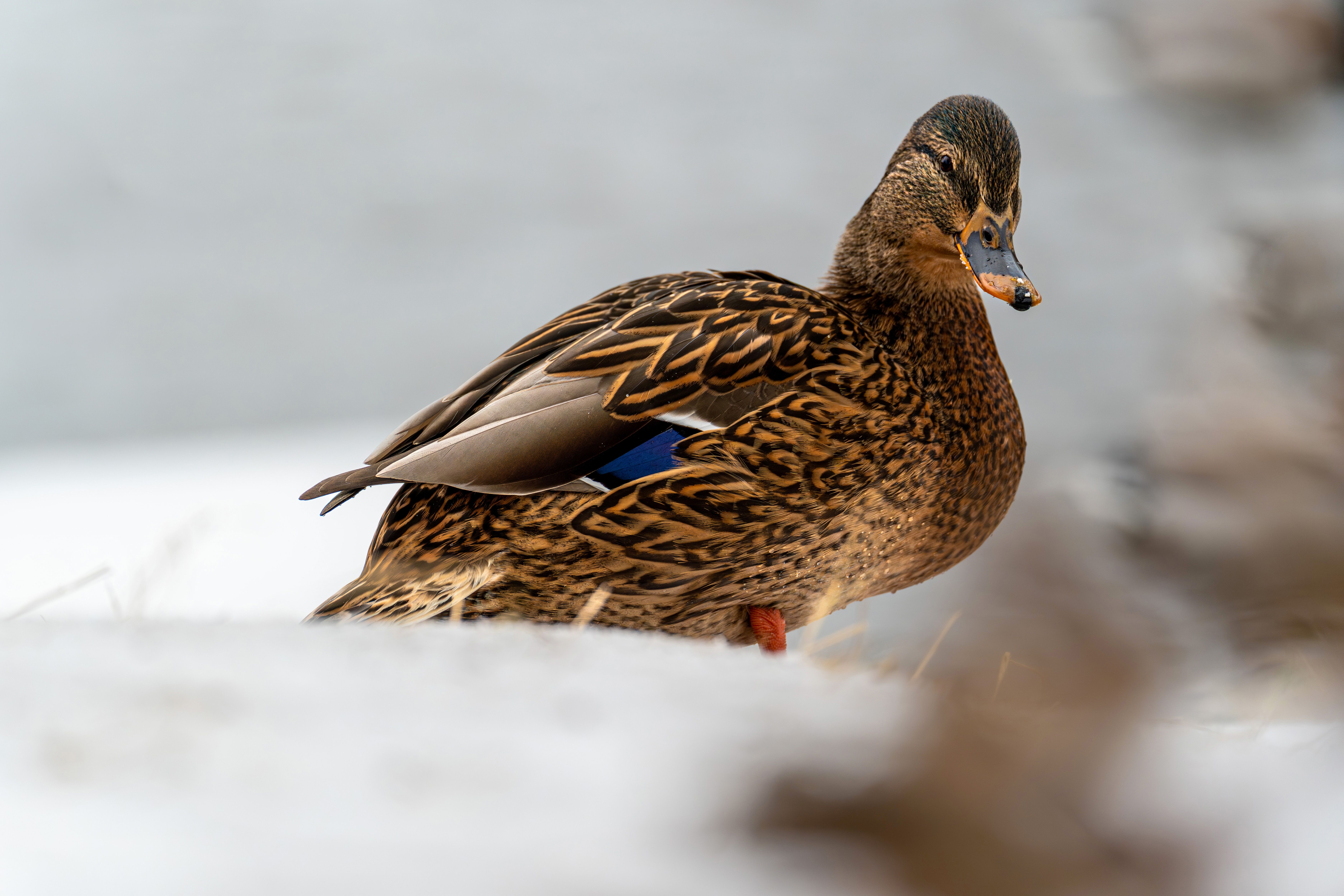 2012 Review of Drake Software — Drake Tax — Photo by Gundula Vogel on Pexels