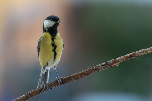 Free Close-up of a European great tit on a branch against a winter backdrop. Stock Photo