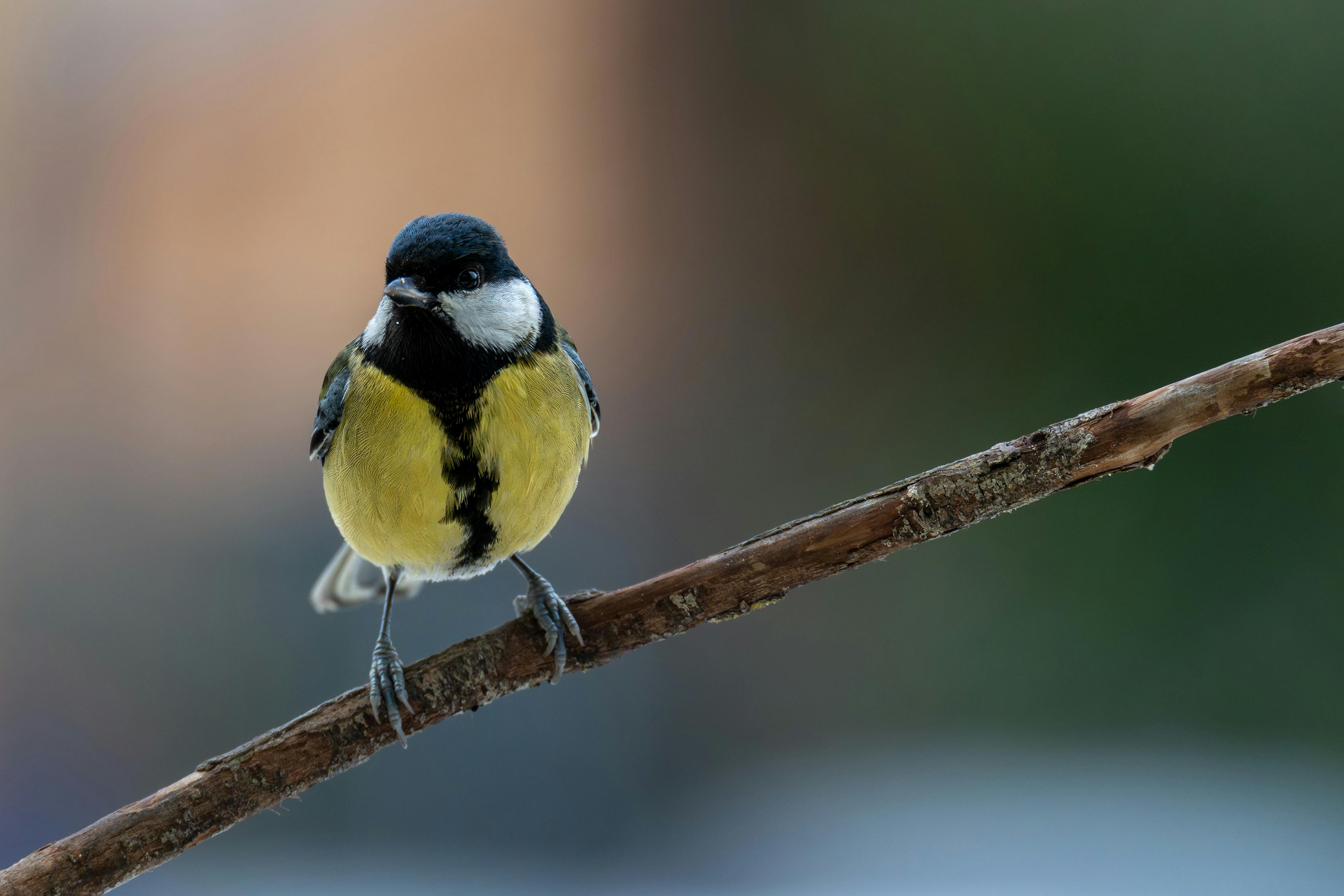 Ingyenes stockfotó ág, ágon ülő, állatfotók témában Stockfotó