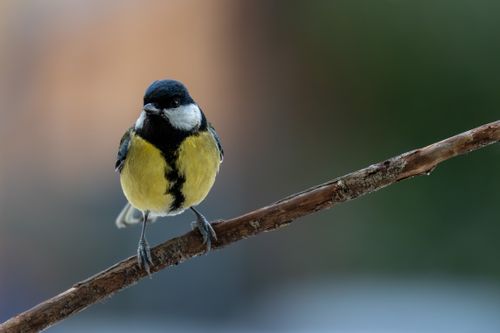Free A vivid coal tit sits on a branch during winter, showcasing its bright feathers. Stock Photo